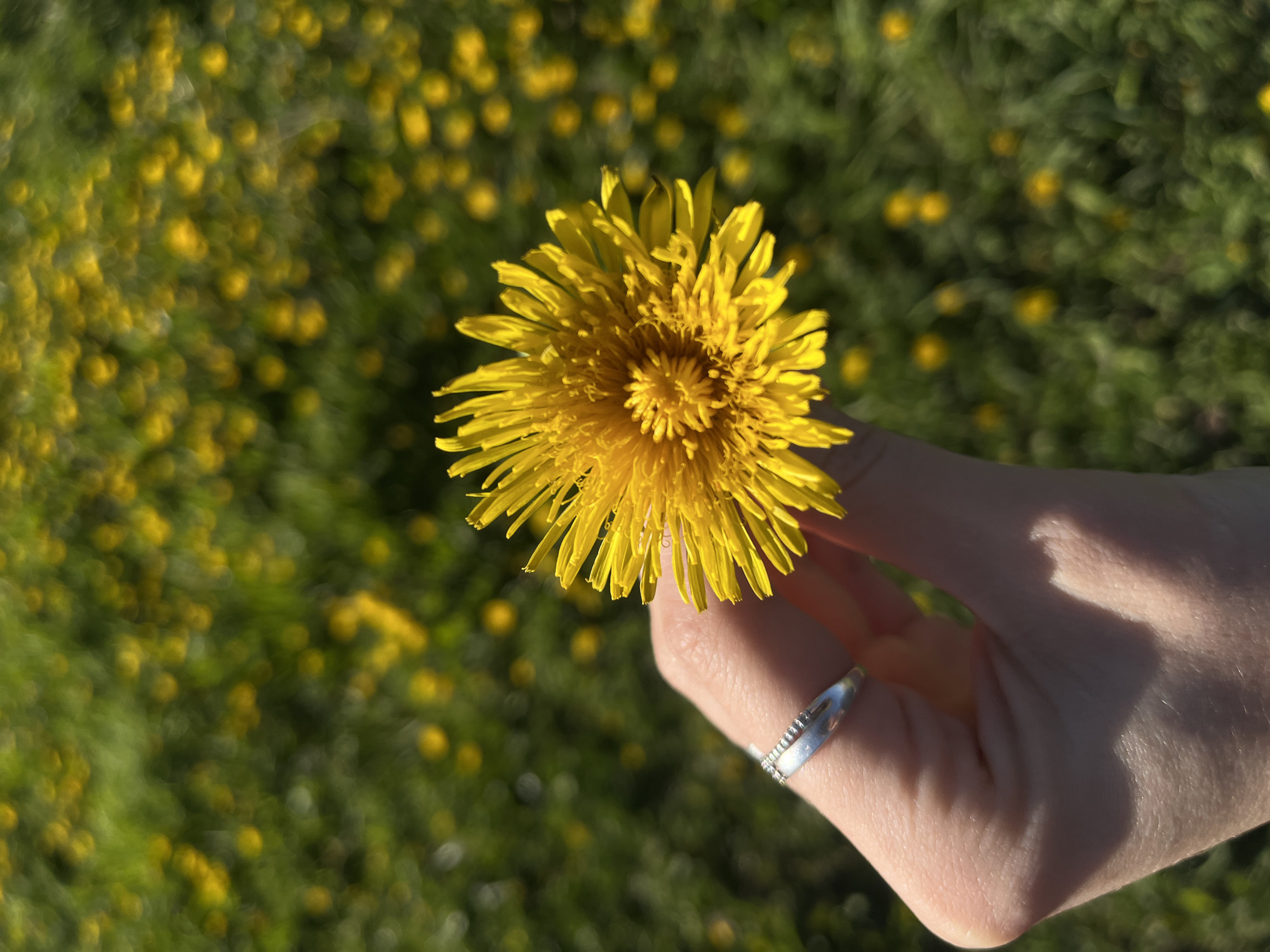 A close-up shot focuses on a bright yellow dandelion held in a person's hand. The flower is in sharp focus, displaying its intricate petal structure. The hand is light-skinned, with a silver ring visible on one finger. The background is blurred, revealing a field of similar dandelions in green grass. The location cannot be identified as Фоки, Russia from the image alone. There is no other evidence of people or specific actions depicted in the photograph.