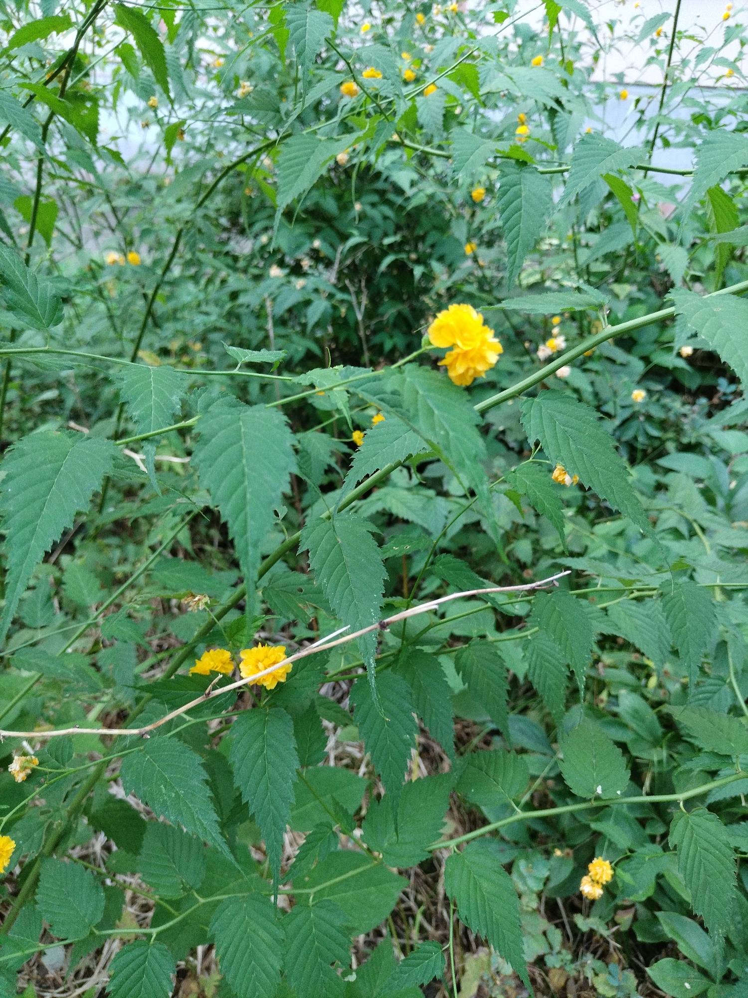 The image displays a dense cluster of lush green foliage, predominantly featuring serrated leaves and thin, branching stems. Scattered amongst the leaves are several small, bright yellow flowers, some appearing fully bloomed and others as buds. The lighting suggests an outdoor setting, likely in natural daylight. The background is a blur of green and hints of a lighter, possibly pale structure, suggesting it is a garden or park area. There are no people or animals visible in the frame. The scene is a close-up view of vegetation. The image was taken in the city of Krasnodar, Russia.