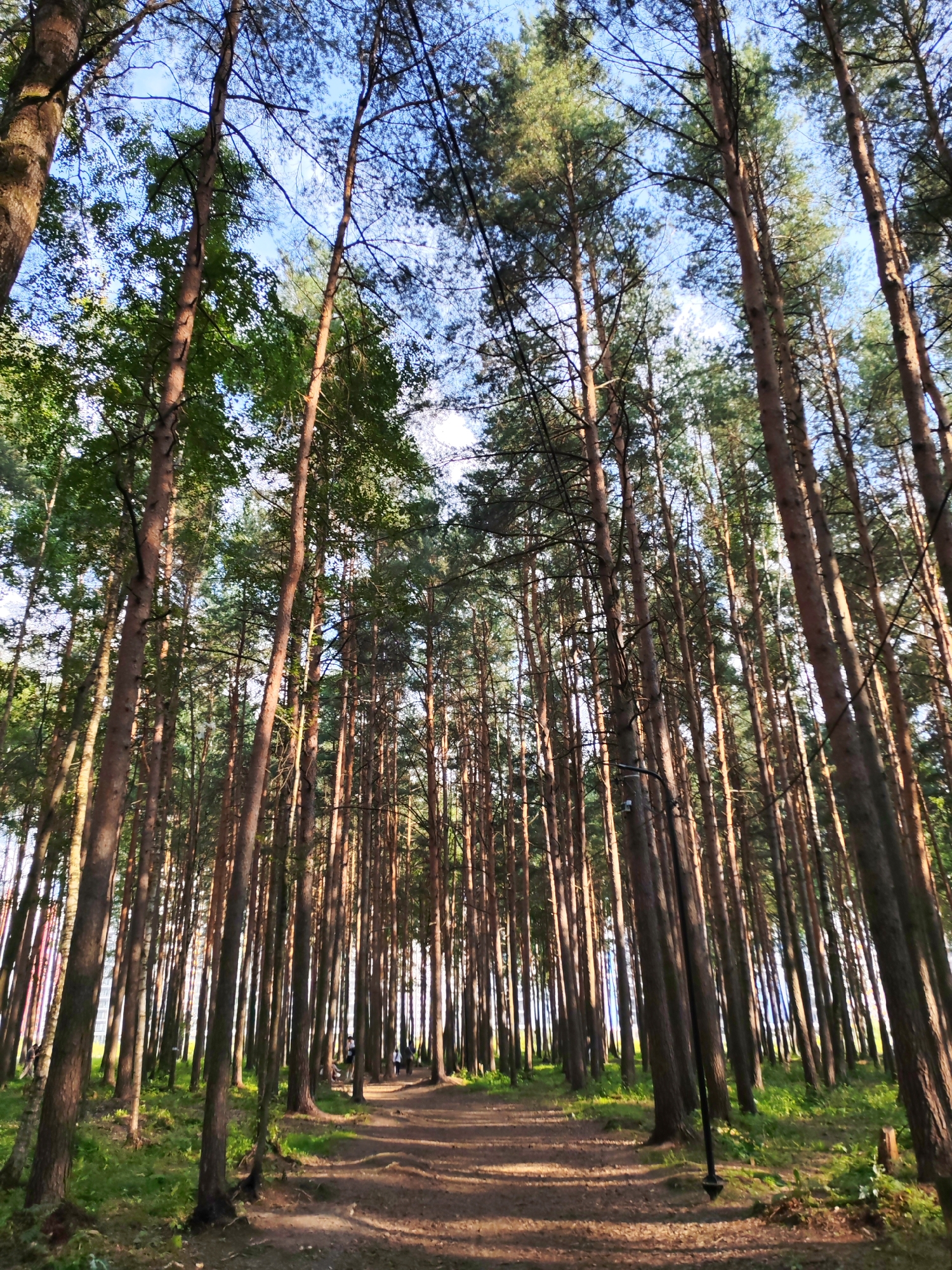 A low-angle, wide shot captures a sun-dappled forest path winding through a dense stand of tall, slender pine trees. The path, composed of brown dirt and scattered pine needles, curves gently to the right in the mid-ground, leading the eye into the depth of the forest. Sunlight filters through the lush green canopy, casting long shadows and illuminating patches of the forest floor. The trees, with their rough, brown bark and sparse, dark green needles, are tightly packed, creating a sense of enclosure. In the distance, a few indistinct figures can be seen walking along the path, suggesting a public park or recreational area. The sky above is a pale blue, partially obscured by the intricate network of branches and needles. A single dark lamppost stands on the right side of the path, a solitary man-made object amidst the natural beauty. The overall impression is one of a tranquil, sunlit forest, inviting exploration.