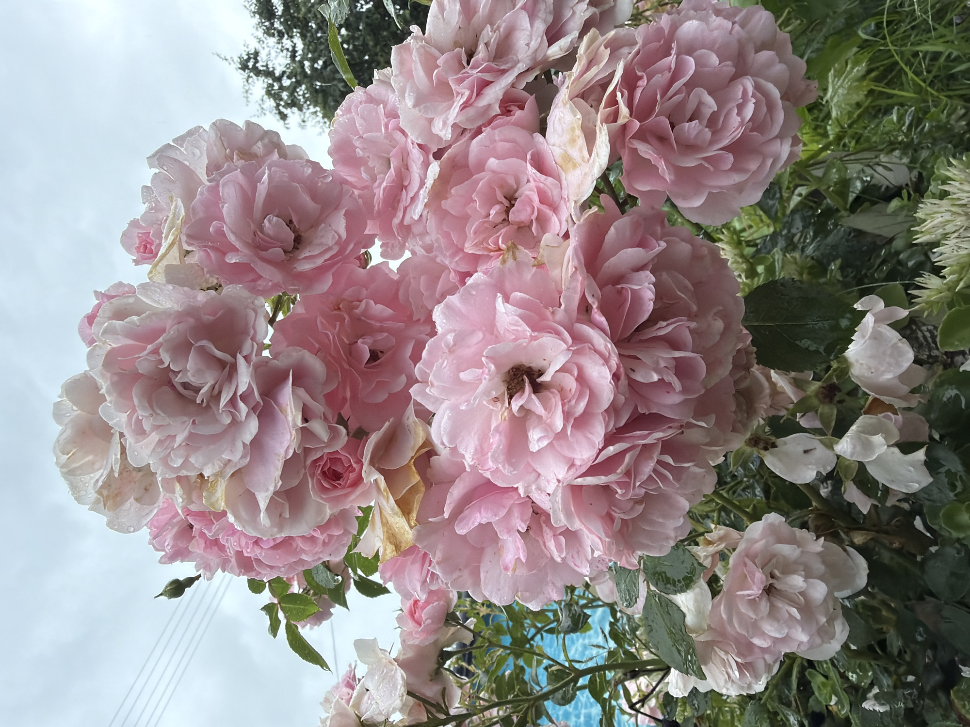 A close-up, eye-level shot captures a cluster of light pink roses with multiple layers of petals, some appearing slightly damp. The roses are blooming densely on a bush, with green leaves and stems visible. In the background, a portion of a bright blue swimming pool is discernible, suggesting an outdoor setting. Above the roses, the sky is overcast with a dull, gray hue. To the left of the roses, thin, dark lines are visible against the sky, which appear to be power lines. The overall scene is located in Папярнянскі сельскі Савет, Belarus.