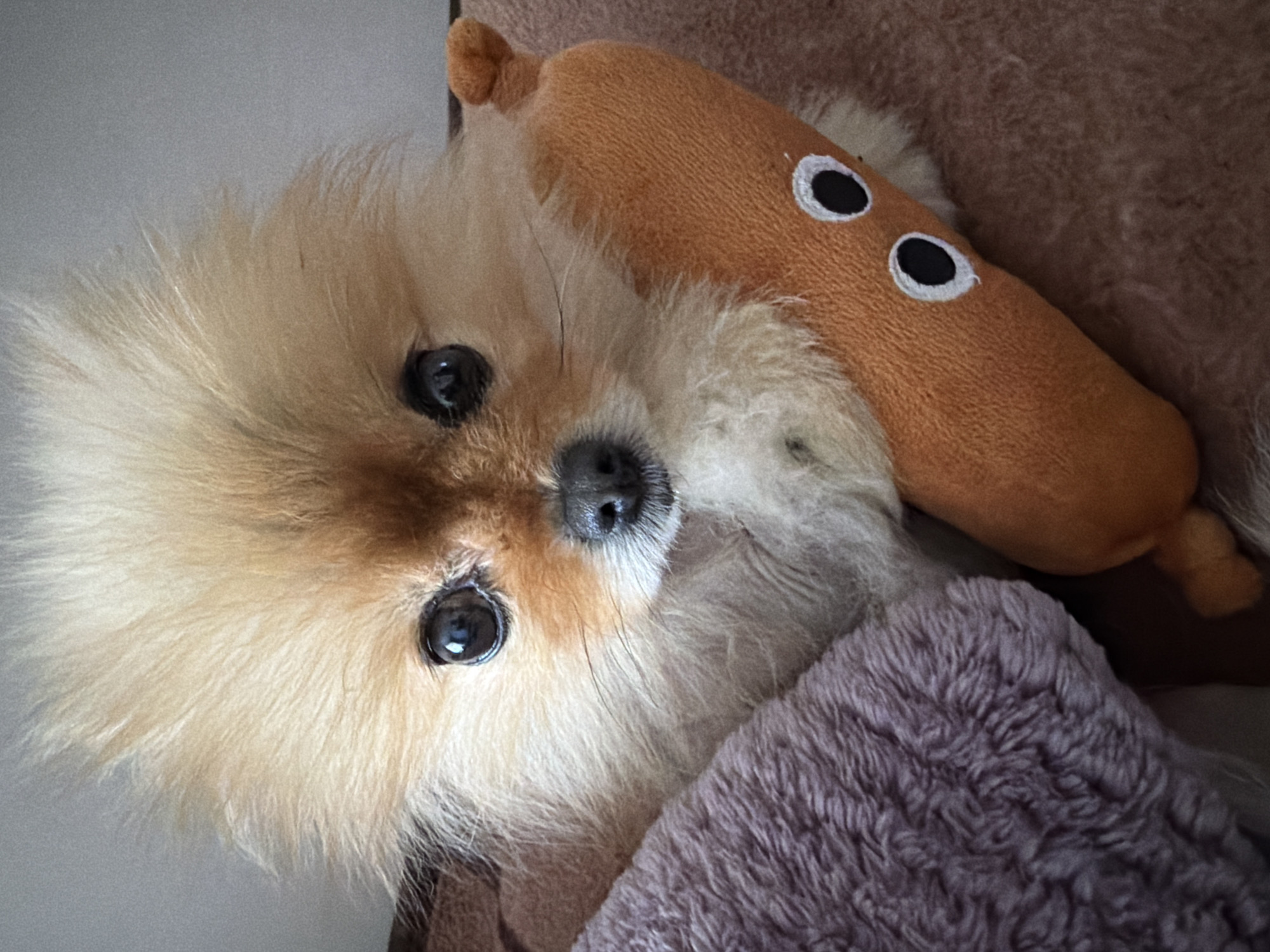 A tan Pomeranian dog rests on a purple blanket beside a brown stuffed toy sausage with white and black eyes. The background includes tan colored fabric. The location is unknown.