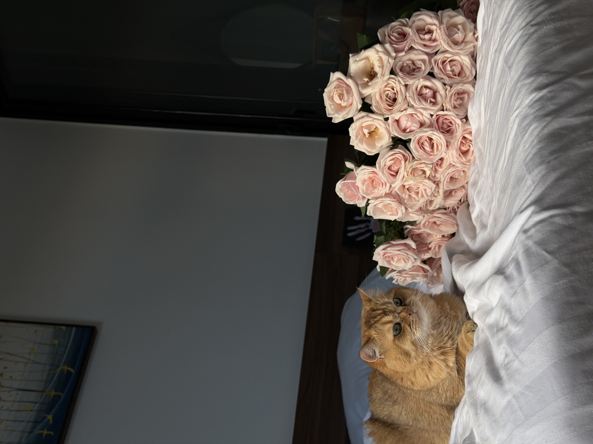 An orange Persian cat is lying on a white bed next to a bouquet of pink roses. The cat is in the foreground, looking to its left with green eyes. The roses are in the middle ground, filling the right side of the image. The background shows a wall with a painting and a window or door. The scene appears to be indoors, possibly in a bedroom. There is no indication of the location being in Đà Nẵng, Vietnam.