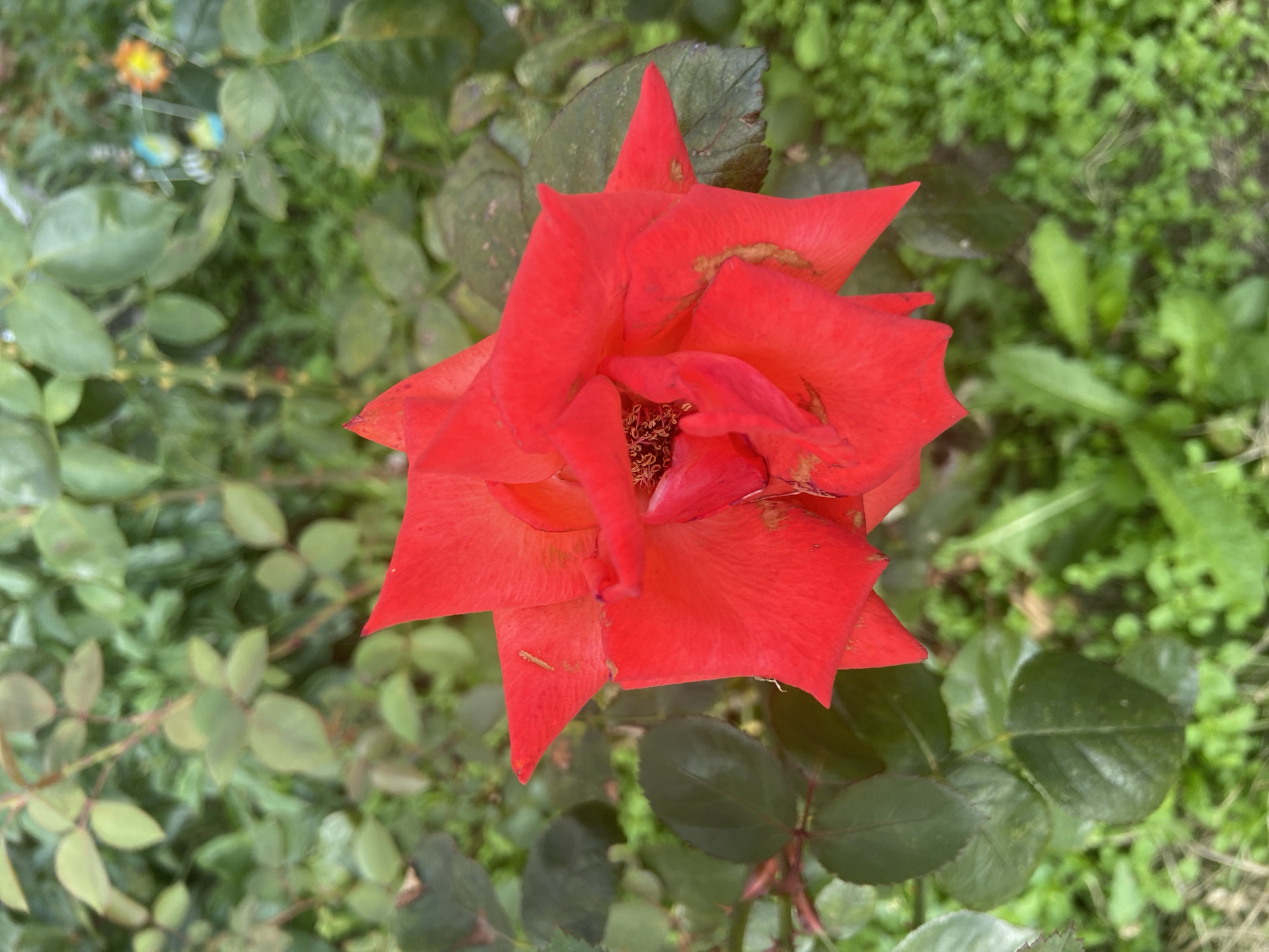 A close-up, overhead view captures a vibrant, fully bloomed red rose at the center of the frame, its petals slightly unfurled, revealing a dark, textured center. The rose is positioned against a blurred background of lush green foliage and hints of lighter green ground cover, suggesting an outdoor garden setting. The overall impression is one of natural beauty and a focus on the intricate details of the flower. No people, specific landmarks, or identifying features of Balashikha, Russia, are visible in this image.