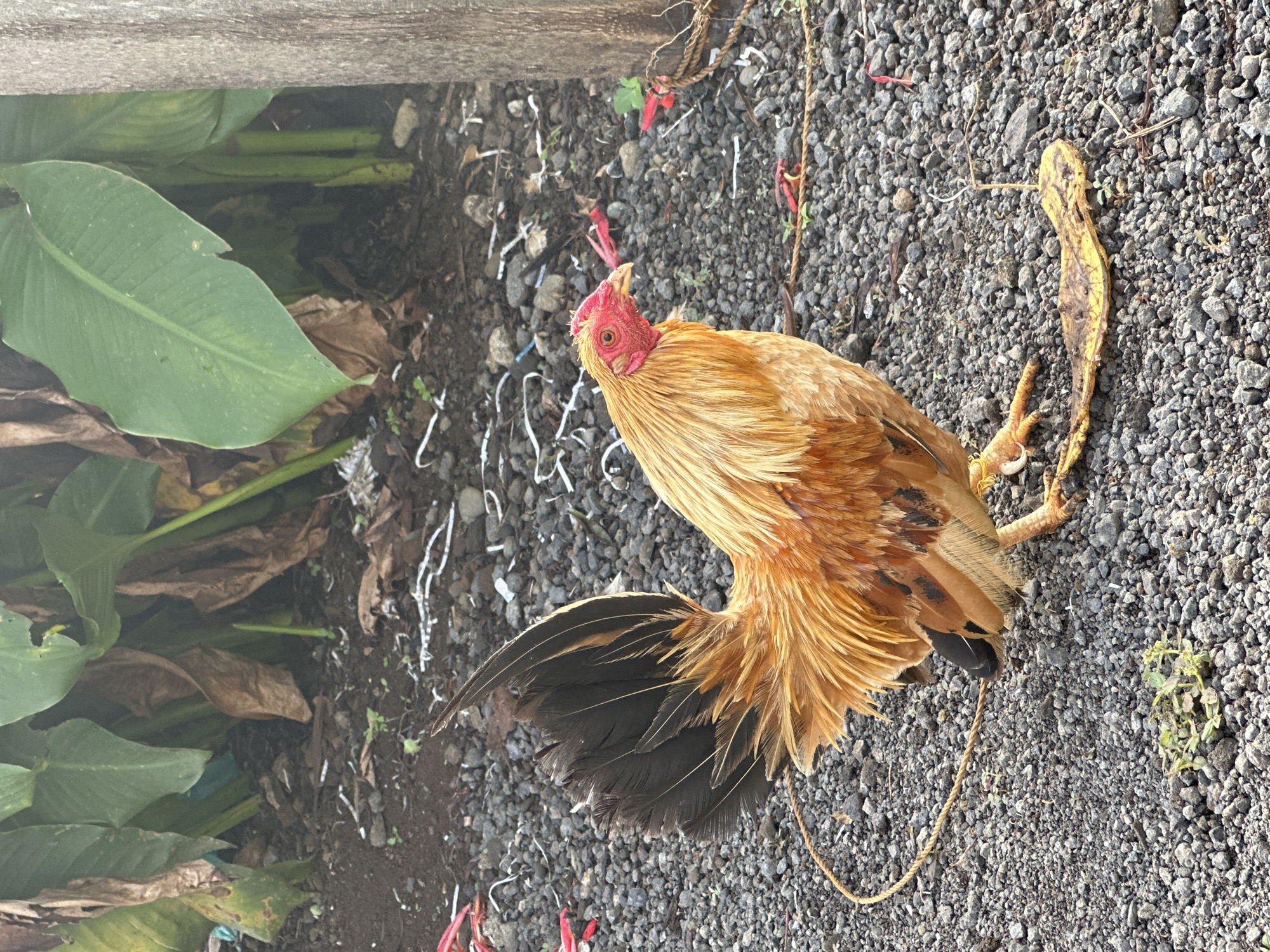 The image shows a brown and black rooster lying dead on a gravel surface. A length of rope is present, running along the ground, and is attached to the foot of the dead animal. Vegetation is observed in the top left corner of the image, partially obscured by a wooden board. White plastic scraps are scattered near the vegetation and chicken. The location appears to be outdoors and the background texture and environment is characteristic of the Davao City, Philippines area.