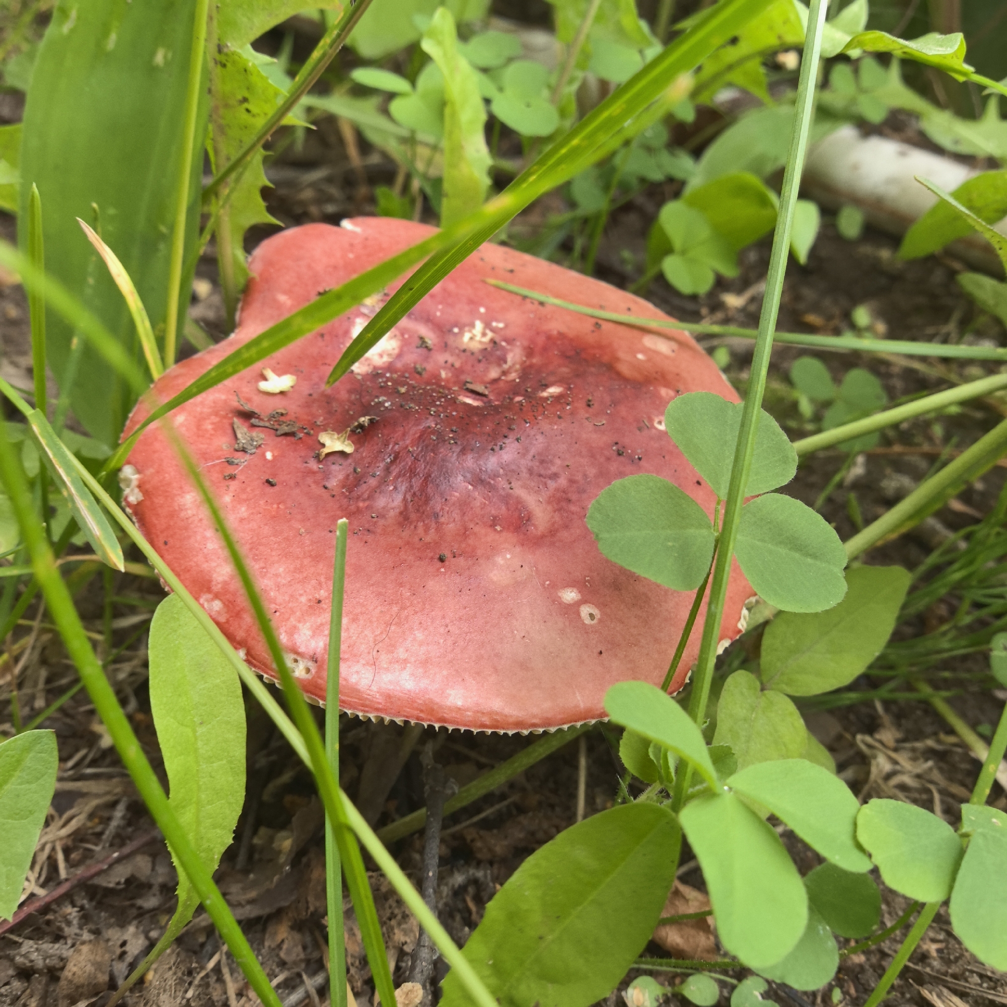 The image is a close-up, eye-level shot of a red mushroom with a textured cap, partially obscured by green grass and clover. The mushroom's cap is a vibrant red with darker reddish-purple in the center, speckled with small flecks of dirt and what appear to be dried plant matter. The edge of the cap has a serrated or scalloped appearance. Surrounding the mushroom are various green leaves, some long and blade-like, others smaller and heart-shaped, typical of clover. The ground beneath is composed of dark soil with scattered dry leaves and twigs. The overall impression is of a mushroom in its natural environment within a grassy area. The location is specified as Noviy, Russia. There are no people or animals visible in the image, and no specific actions are depicted beyond the mushroom existing in its habitat.