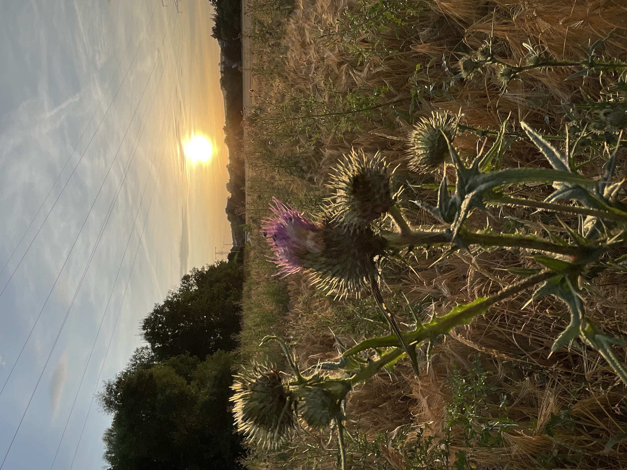 This is a medium shot, eye-level, vertical photograph of a field of dry grass and thistles at sunset. The sun is low in the sky, casting a warm, golden light across the scene. In the foreground, several thistles are in sharp focus, with their spiky seed heads and purple flowers. In the background, a line of trees forms a dark silhouette against the bright sky. Power lines stretch across the horizon, with a few distant structures visible. The image appears to have been taken in a rural area outside of Neukirchen, Germany. There are no people or animals present in the scene.