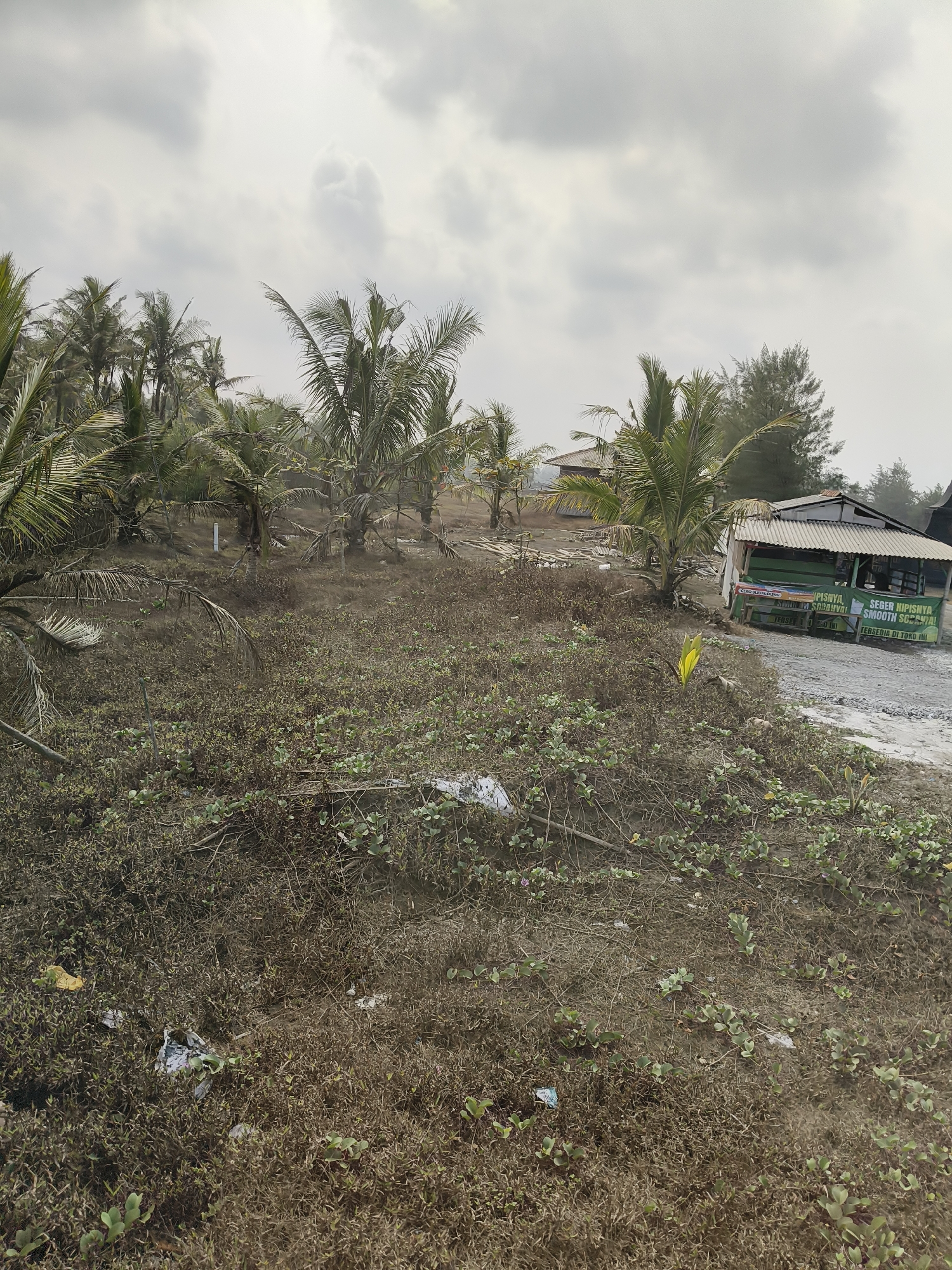 The image depicts an outdoor scene in Desa Ciliang, Indonesia, characterized by a beach environment with sparse vegetation and a cloudy sky. In the foreground, there is dry, brown vegetation with some scattered green leafy plants. Some litter, including white and blue plastic bags, is visible amongst the vegetation. A narrow dirt path or road runs diagonally across the scene, leading towards a small, weathered building on the right side. This building appears to be a small shop or kiosk with a green awning and metal corrugated roof. A banner with Indonesian text is attached to the front of the building. Several coconut palm trees are scattered throughout the midground and background, some appearing sparse or dried. In the background, more structures with similar roofing can be seen, along with more palm trees and pine-like trees. The overall impression is of a somewhat neglected, undeveloped coastal area. There are no people visible in the image.