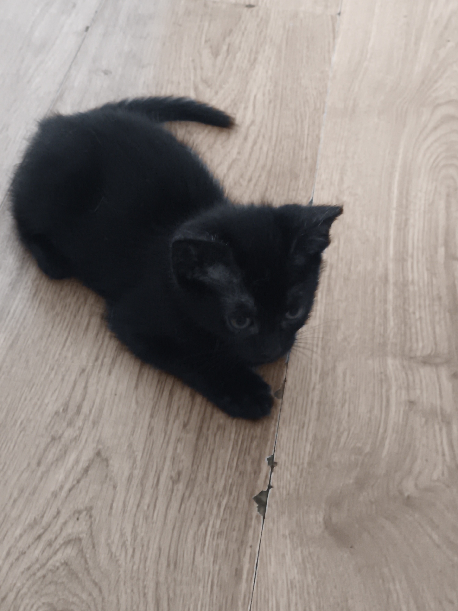 A black kitten is lying on a light brown wooden floor. The kitten is facing to the right and looking towards the viewer. Its ears are perked up, and its eyes are open. The kitten's fur appears to be soft and fluffy. The wooden floor has a visible grain pattern. There are no people or other animals visible in the image. The location is not identifiable as Chișinău, Moldova.