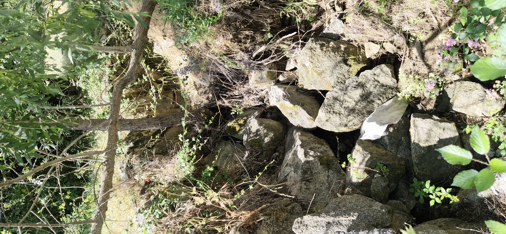 This is a vertical, medium shot of a natural, rocky area overgrown with vegetation. The scene is dominated by large, grey rocks of various shapes and sizes, some covered in moss. Green foliage, including leafy branches and smaller plants, grows around and between the rocks. Dry grasses and twigs are also scattered throughout the scene, suggesting a somewhat untamed environment. In the background, more dense vegetation and a tree trunk are visible. The lighting indicates it's daytime, with sunlight casting shadows. There is a piece of white material, possibly plastic or fabric, lodged among some of the rocks. The overall impression is one of a natural, possibly somewhat neglected, outdoor setting.