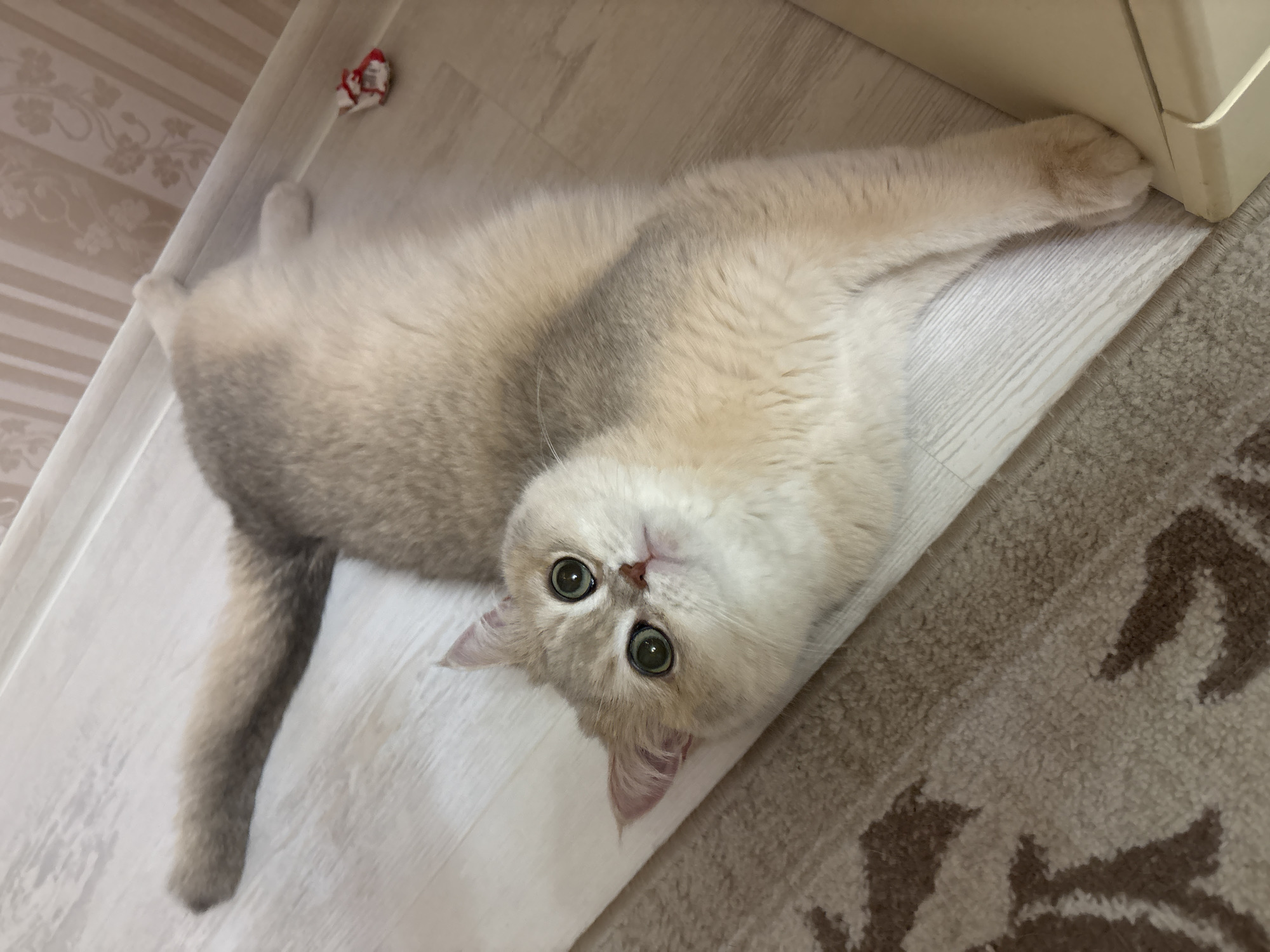 A domestic shorthair cat lies on its side on a floor of light-colored wooden planks. The cat has light-colored fur with gray patches, particularly on its back and tail. Its large, round eyes are green. One paw rests on the edge of a light-colored baseboard where it meets a patterned area rug. A small, red and white object is visible near the upper left corner of the frame.
The image was taken in Chaikovsky, Russia.