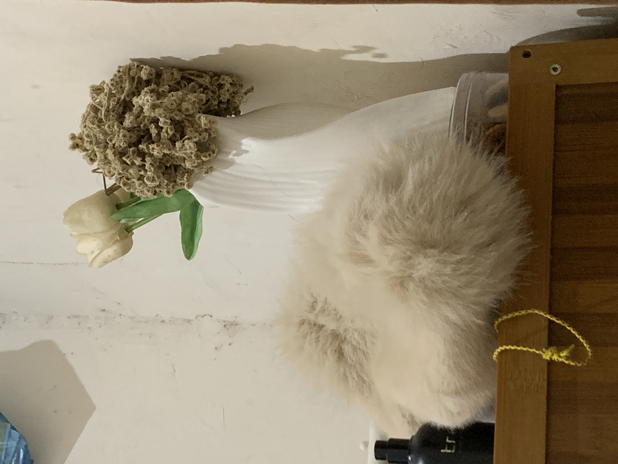 This image, captured in Tanjungsepreh, Indonesia, presents an indoor still life composition of various objects, appearing to be rotated ninety degrees counter-clockwise.
On the left side of the frame, a prominent bundle of light brown, dried, textured plant material, possibly dried flowers or potpourri, is arranged within a white, fan-shaped or ruffled decorative holder. Below this, a single artificial white tulip with a green stem extends downwards.
Dominating the central and right portions of the image is a large, fluffy object of a light beige or cream color, resembling a fur hat, a soft cushion, or a decorative accent. Behind this fluffy item and adjacent to a wooden structure on the far right, a clear plastic container is partially visible, holding what appears to be dried contents. The wooden structure, likely part of a shelf or furniture, displays vertical panels and a visible metal screw near its top. A small loop of yellow braided string is casually draped over this wooden piece.
In the bottom right corner, a black object, possibly a bottle or cap, shows faint white text that reads "tr". The background is a plain, light-colored wall or ceiling, marked by some faint smudges and displaying soft shadows cast by the objects. The scene depicts a static arrangement in an indoor setting, possibly a room in a home. No people or activities are present, and the lighting suggests an interior environment, either artificially lit or receiving indirect natural light.
