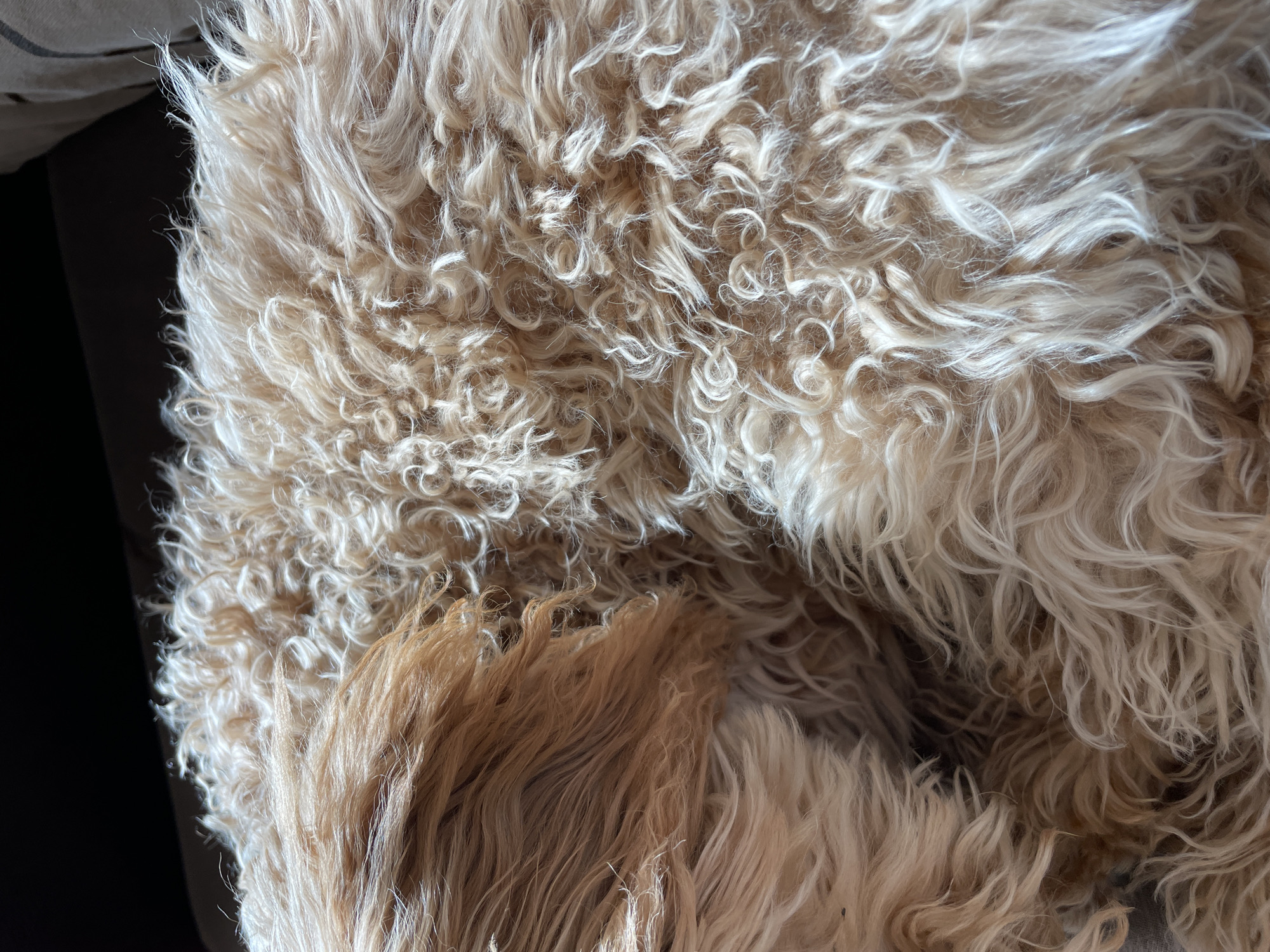 The image shows a close-up view of a dog's fur. The fur is primarily light beige and cream-colored, with a mix of tightly curled and wavy textures. The fur appears dense and somewhat unkempt. There is no indication of Aratashen, Armenia, or any urban setting.