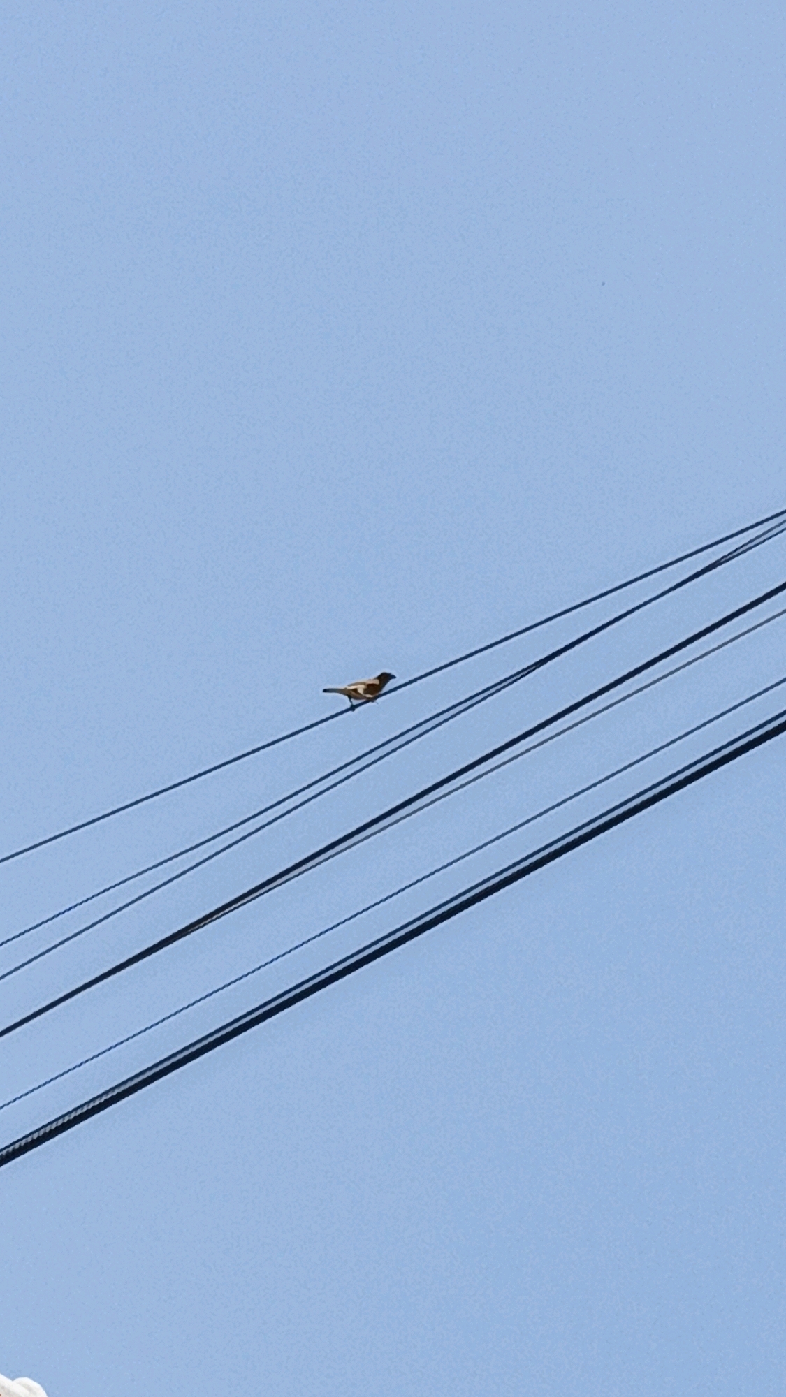 A small, brown bird with yellow markings is perched on a dark electrical wire. The bird is facing to the left, with its tail slightly raised. The wire is one of several, all parallel and angled diagonally across the frame. The background is a clear, pale blue sky. The image appears to have been taken outdoors.