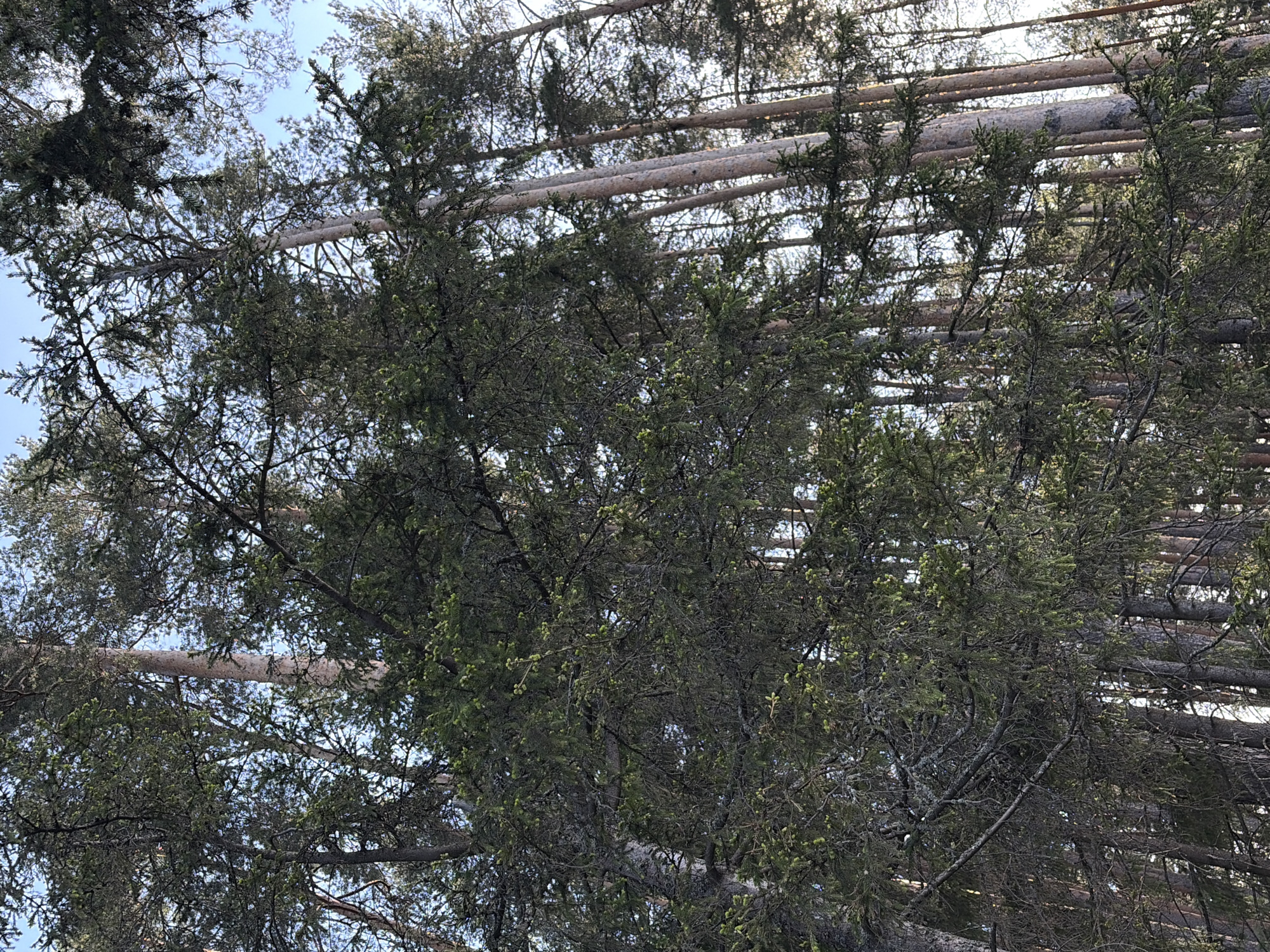 The image shows a view looking up through trees in a forest. The trunks of felled trees are visible above the canopy, lying horizontally. The sky is visible in patches between the branches. The photograph was taken in Chaikovsky, Russia.