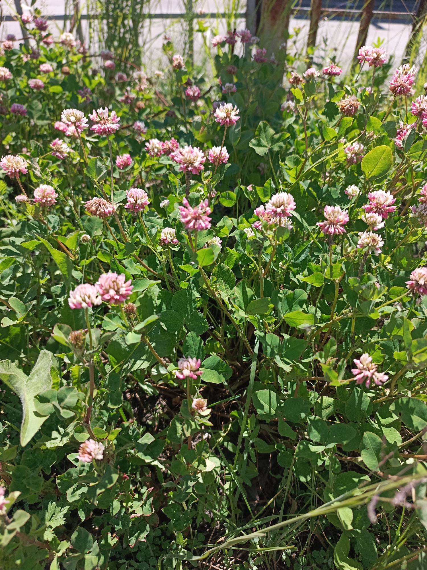 The image shows a close-up, eye-level view of a cluster of pink and white clover flowers and their green leaves. The clover plants are densely packed, filling the frame from edge to edge. Some of the flowers are in full bloom, appearing as small, round pom-poms, while others are still in bud or partially open, showing individual petals. The leaves are trifoliate, with a characteristic clover shape. The background is a blur of green foliage and hints of light and shadow, suggesting an outdoor setting bathed in sunlight. The overall impression is of a natural, overgrown patch of clover.