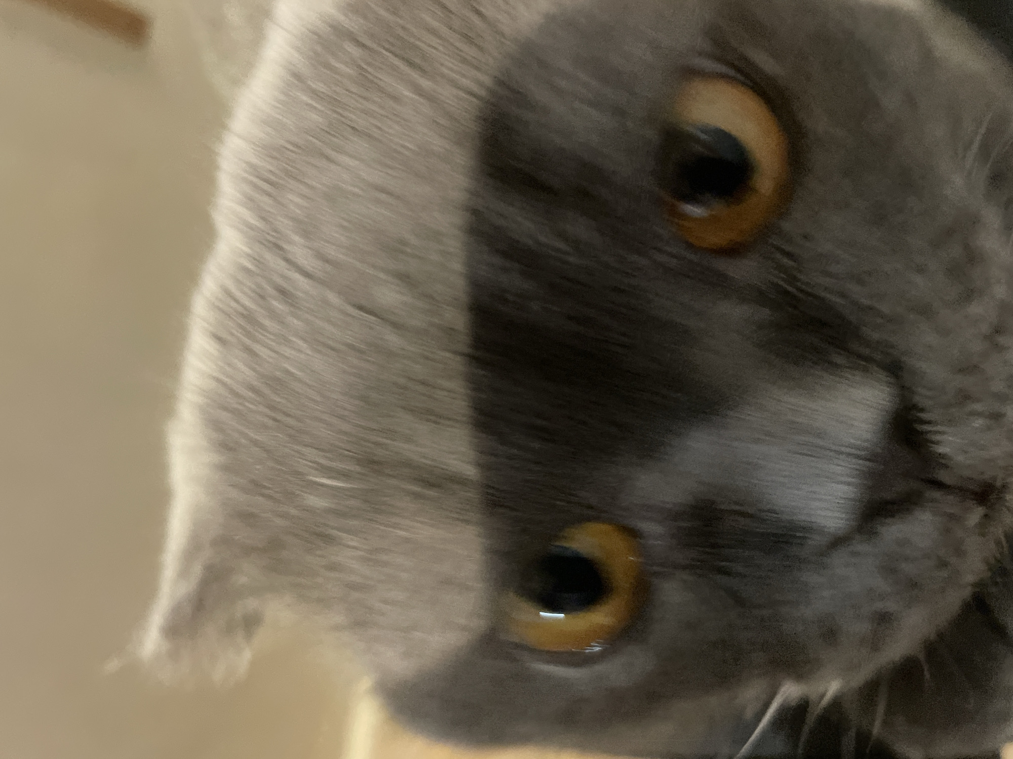 A close-up, low-angle shot captures the head of a grey cat. The cat's fur is short and soft, with a lighter shade of grey on its face and darker grey on its body. The cat's eyes are a striking amber color and are wide open, giving it a curious or alert expression. The background is blurred and out of focus, but appears to be a warm, neutral-toned wall, possibly in a home environment. The lighting is soft and natural, casting subtle shadows on the cat's face. The cat's ears are slightly folded, characteristic of a Scottish Fold breed. The overall impression is one of intimacy and direct engagement with the viewer, as the cat's gaze is fixed on the camera.