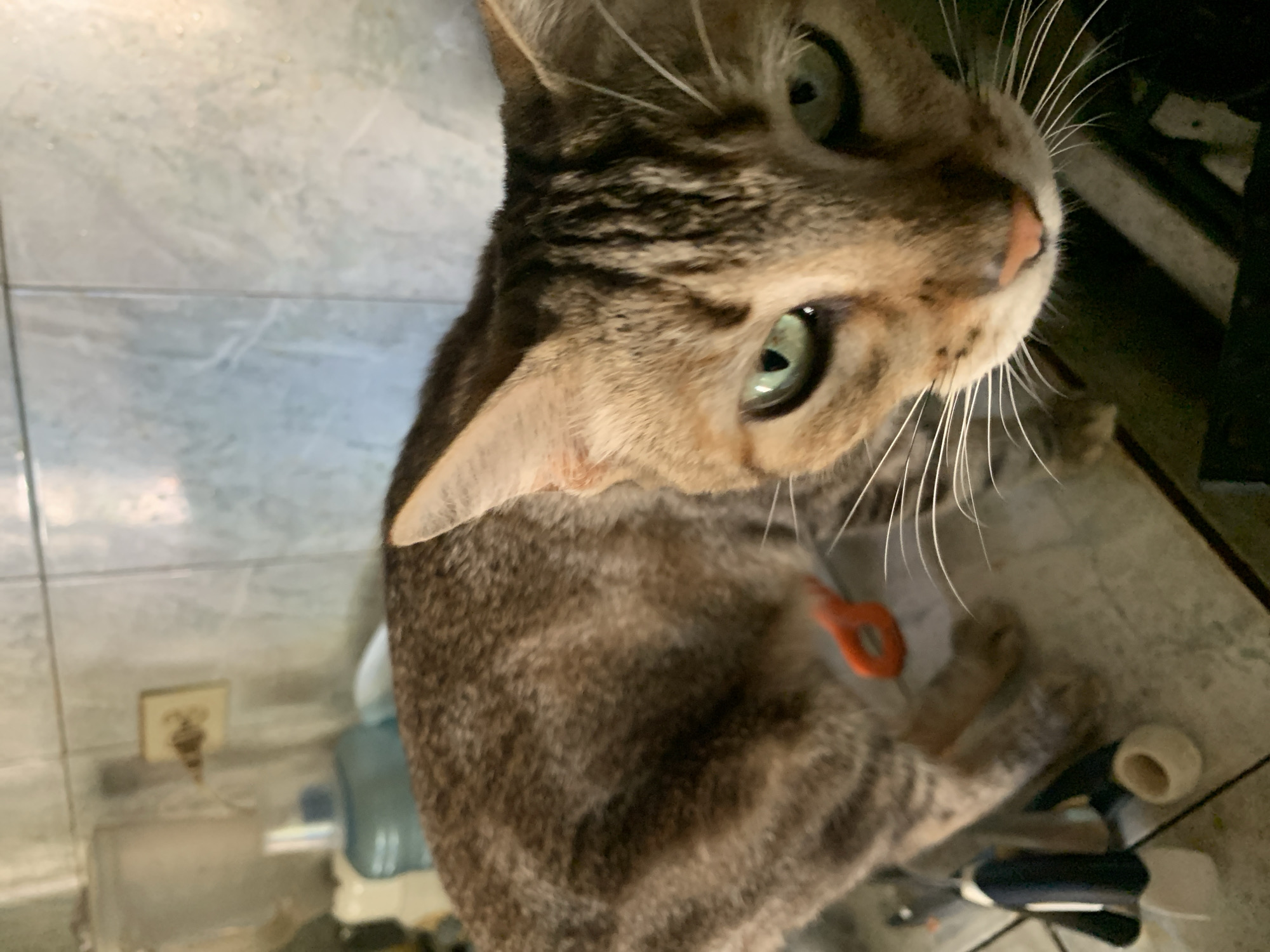 A close-up, high-angle shot captures a domestic tabby cat looking upwards towards the camera. The cat, with its head tilted, fills a significant portion of the frame, displaying prominent green eyes, a pink nose, and long white whiskers. Its fur is a blend of brown and grey with characteristic dark tabby stripes. A small, bright orange tag or clip is visible on what appears to be a collar around its neck.
The background to the left and top features a light-colored tiled surface, possibly a floor or wall, with a visible grout line running horizontally. To the bottom right, behind the cat's body, the area is darker and less distinct, showing a white cylindrical object (possibly a roll of tape) and a dark, amorphous object. Further back, on the tiled surface, a white electrical outlet with an object plugged into it is visible, along with a partially obscured blue and white water bottle or cooler. The lighting suggests an indoor setting, likely a home. The cat's direct gaze and body language imply curiosity and alertness. No text is visible in the image. The scene takes place in Santa Ana, Venezuela.
