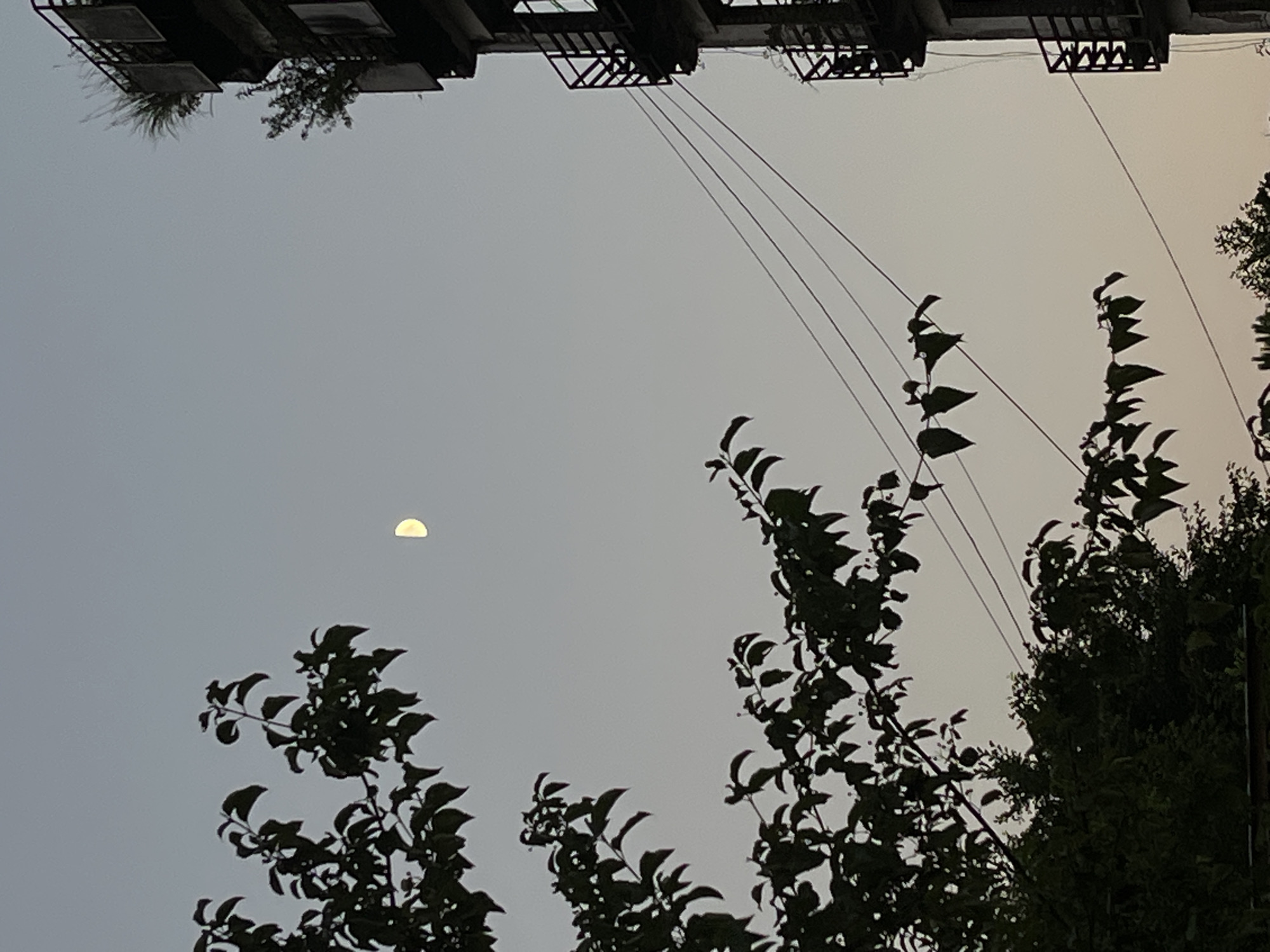 In Ureki, Georgia, a half-moon is visible in a pale twilight sky. Silhouetted against the sky are the branches and dark green leaves of a tree on the left and a portion of a multi-story building with balconies on the right. Several power lines stretch horizontally across the frame, connecting to the building on the right. The building appears to have some vegetation growing on its upper balconies. The overall scene is still and serene, capturing a quiet moment at dusk.