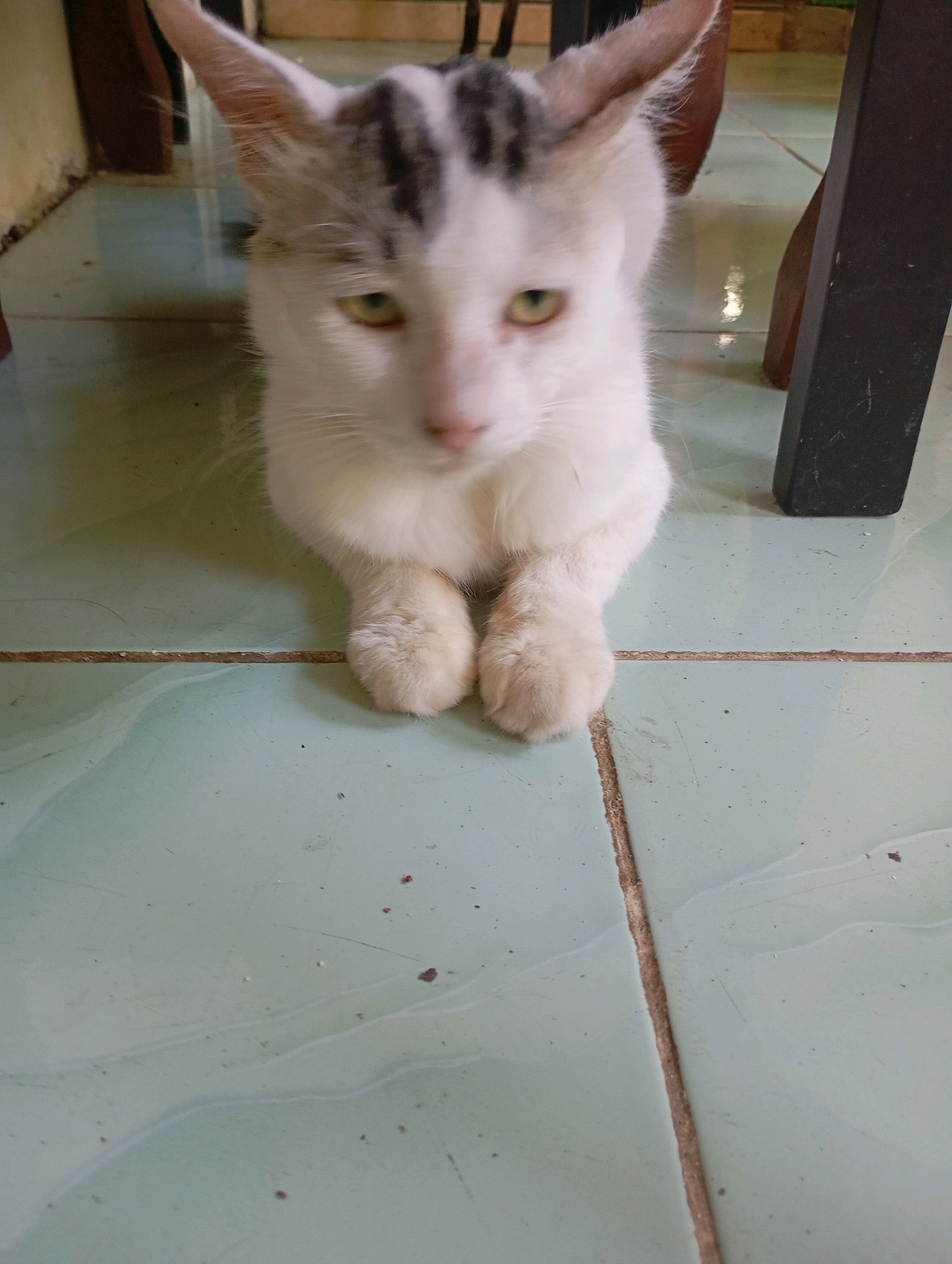 A domestic cat with white and gray fur is lying on a light green tiled floor, tucked under a dark brown chair. The cat's front paws are neatly placed together in front of its chest. Its ears are pointed upwards, and its gaze is directed towards the camera. The floor tiles are separated by thin, light brown grout lines. The background is blurred, showing the legs of the chair and a wall. The overall scene suggests a casual domestic setting in a home. The location is Balikpapan, Indonesia.