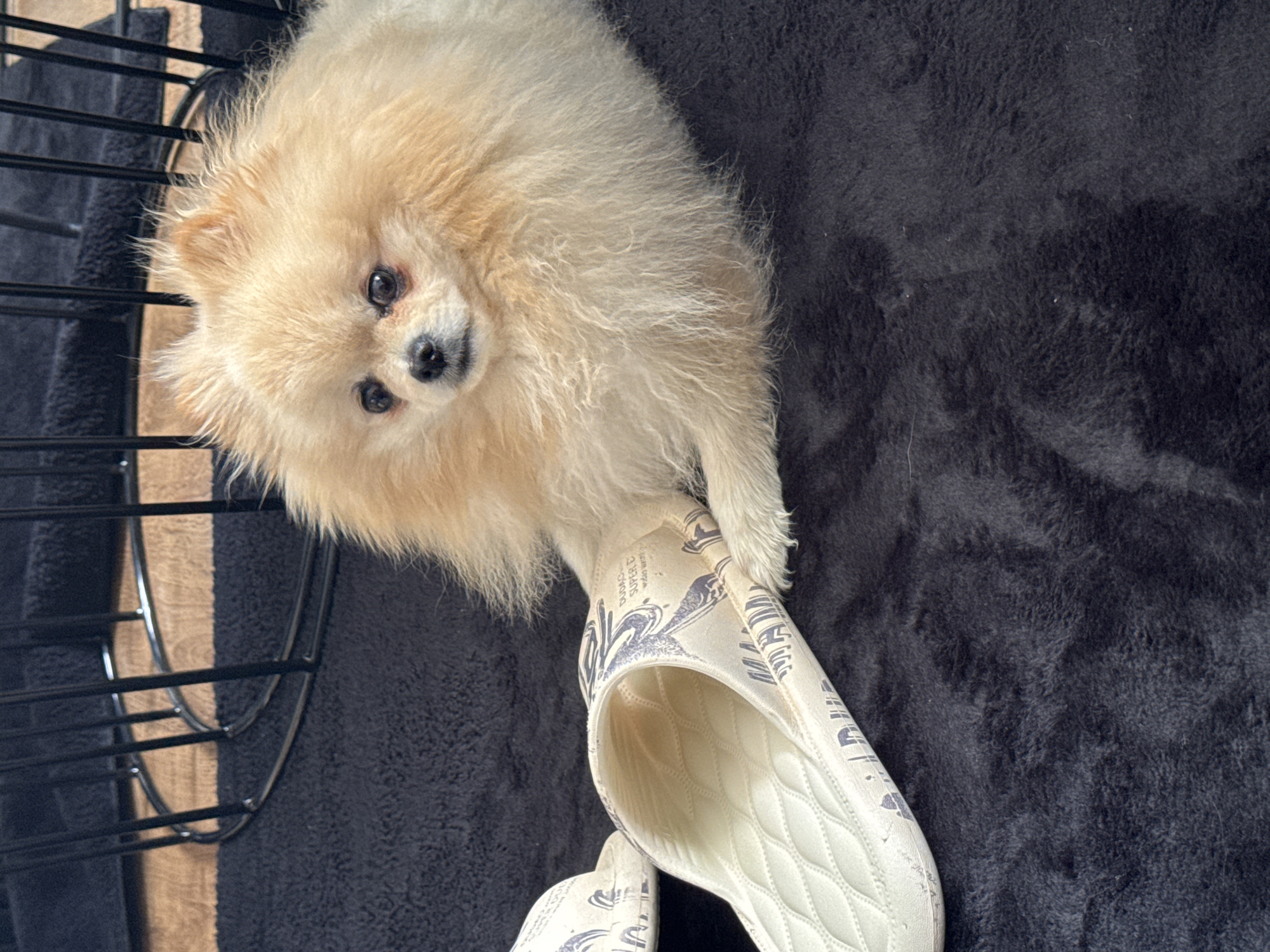 A fluffy, light beige Pomeranian dog is positioned on a dark, plush blanket, with one paw resting on a cream-colored slipper with a blue wave pattern. The slipper's interior has a quilted design. A black metal cage is visible on the left side of the image, partially obscuring a light brown wooden surface. The scene suggests an indoor environment. There is no information available to infer the location as Bietigheim-Bissingen, Germany from the image provided.