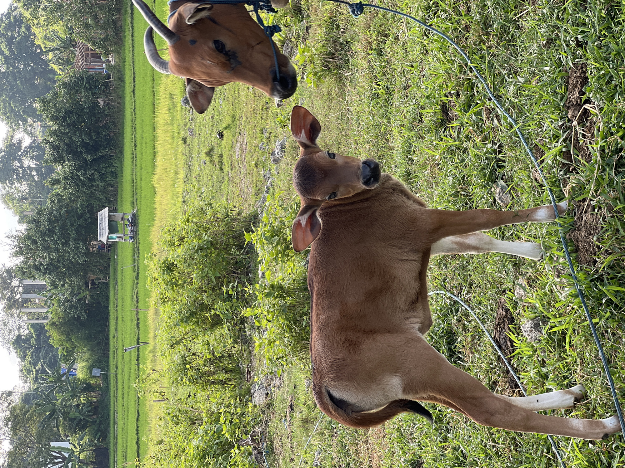 In North Kuta, Indonesia, a young brown calf stands in a grassy field, its head turned towards the camera with a curious expression. Behind the calf, a larger brown cow is partially visible, its head angled down as if observing the calf. Both animals are tethered by a blue rope. The environment is rural, with lush green rice paddies in the background, dotted with small structures and trees. The scene is illuminated by natural daylight, creating a bright and clear image.