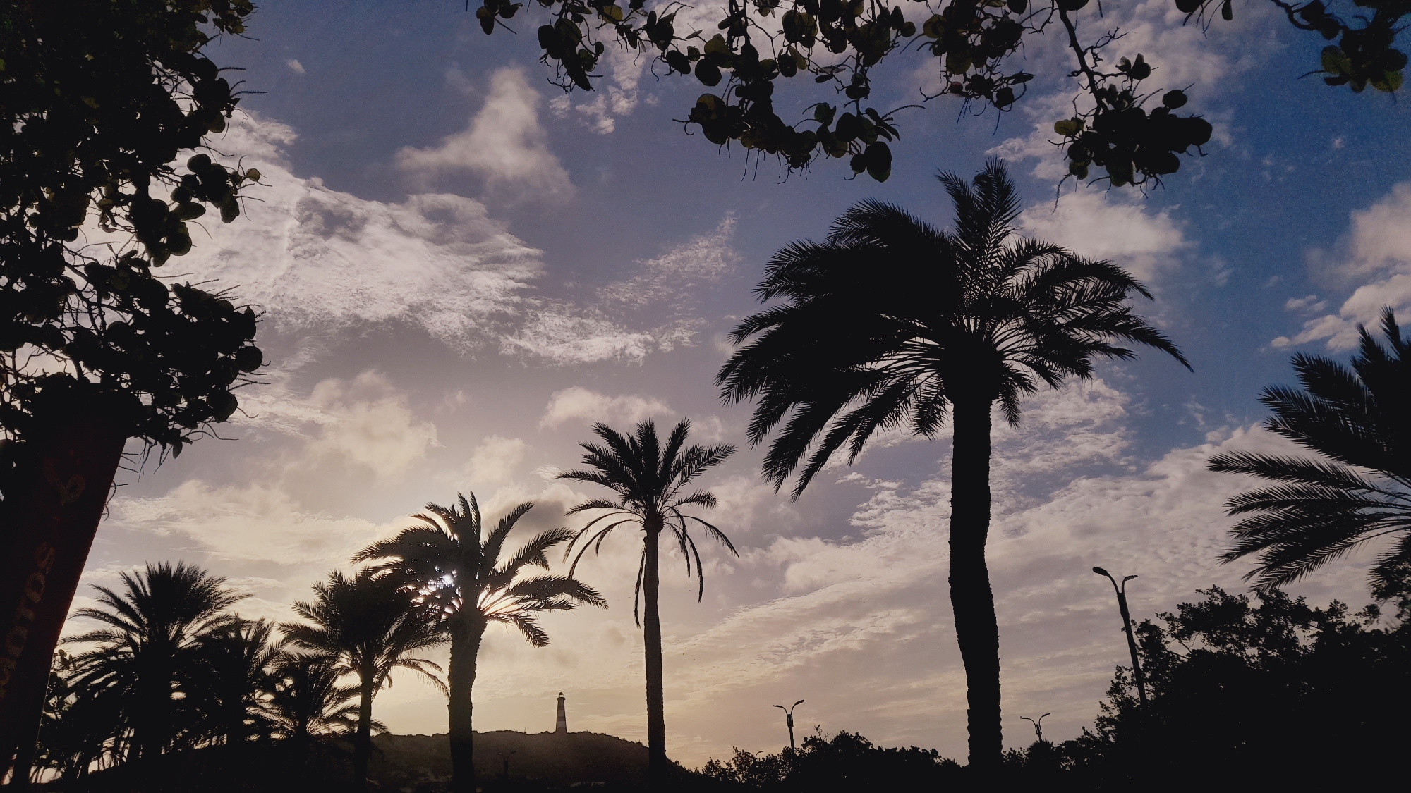 The image depicts a silhouetted scene of palm trees against a cloudy sky at dusk, with a distant lighthouse visible on a hill. The perspective is from below, looking up at the palm trees that frame the sky. The sky is a mix of blue and gray clouds, with the setting sun casting a warm glow from the left. The silhouettes of several palm trees dominate the foreground, with their fronds spread out against the sky. On the left side, a large tree with dense foliage is also silhouetted. In the distance, on a small hill, a slender lighthouse stands tall, its beacon likely not yet illuminated. The overall impression is one of a tropical coastal evening. The location is identified as Pedro González, Venezuela, a town known for its beaches and coastal scenery, making a lighthouse and palm trees characteristic elements of the landscape.