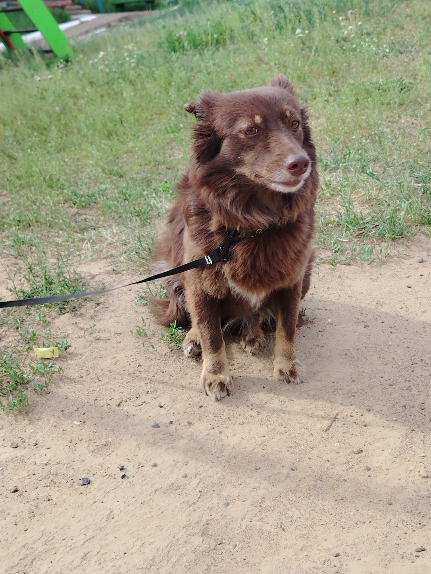 A medium-sized brown dog is sitting on a dirt path. The dog is wearing a black harness and leash. The leash is lying on the ground next to the dog. The background is green grass and a piece of what looks to be a green structure. The image was taken in Noviy, Russia.
