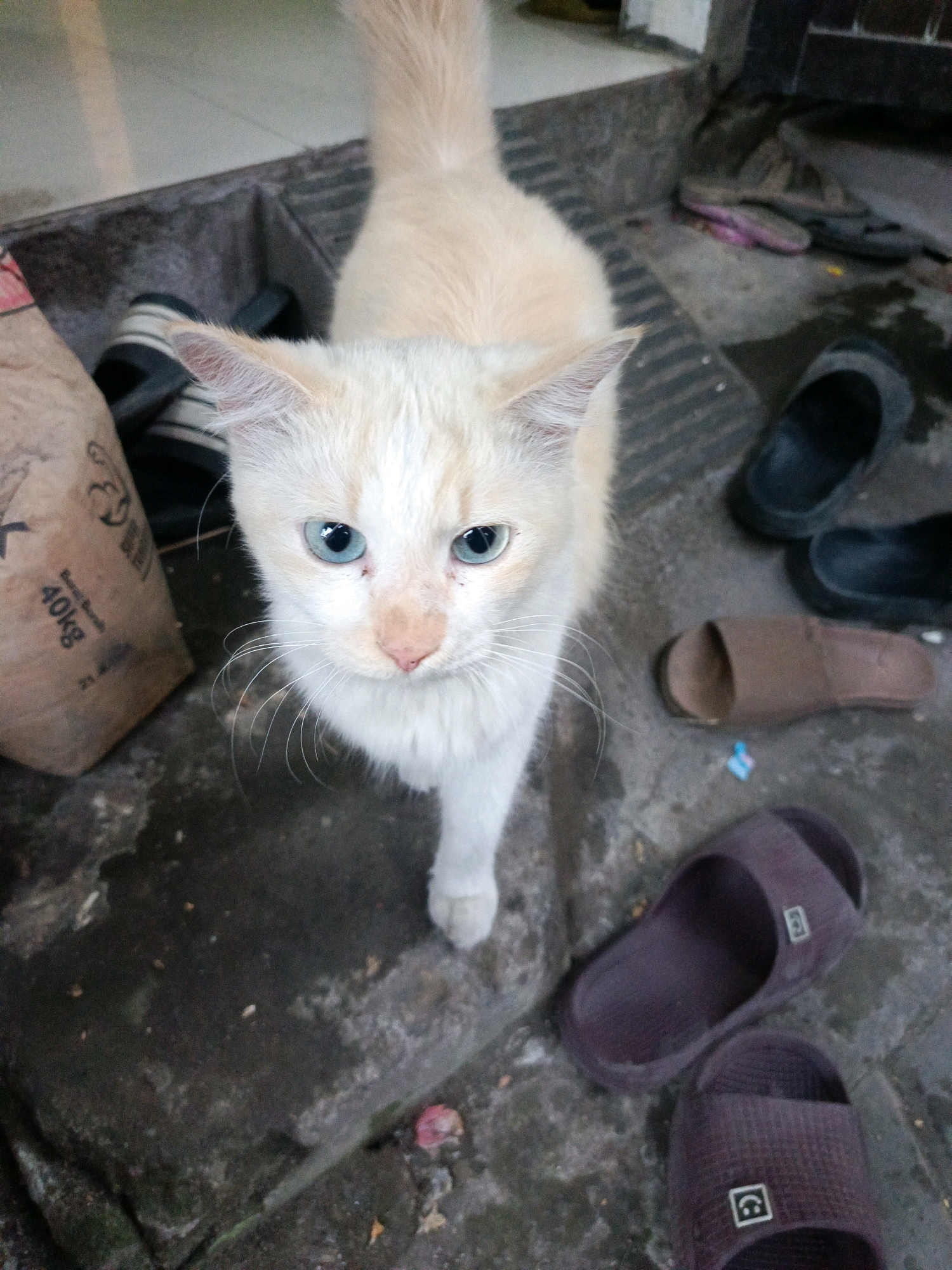In Kwangsan, Indonesia, a light-colored cat with striking blue eyes is captured in a candid outdoor scene, likely a street or alleyway. The cat, facing the camera, is the primary subject, with its fur appearing to be predominantly white and cream with some ginger markings on its head. The background reveals a gritty urban environment. To the left of the cat, a large, roughly textured bag with "40KG" printed on it rests on the ground. Scattered around are several pairs of footwear, including dark sandals, brown slides, and dark maroon flip-flops. The ground itself is paved with textured concrete. The overall impression is one of an everyday, unvarnished street scene in a residential area.