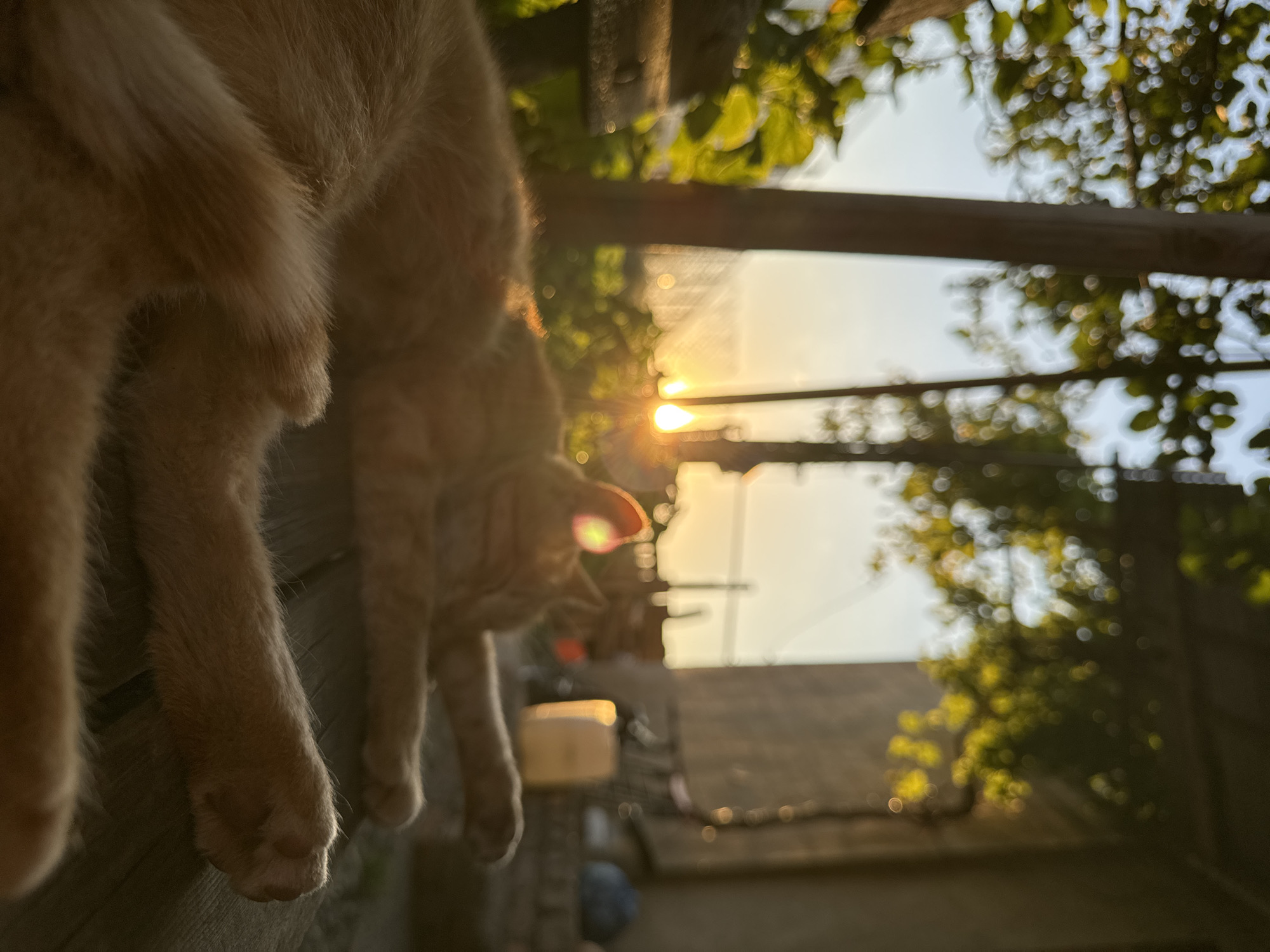 This is a shallow depth of field photograph taken outdoors during sunset. The primary subject is an orange tabby cat, mostly out of focus, with its hindquarters and paws visible in the foreground. The cat appears to be resting or sleeping on a wooden surface, possibly a table or a deck.
In the background, the setting is partially obscured by the cat and the bokeh effect. Sunlight streams through lush green foliage, creating a warm, golden glow and lens flare. The sun is low in the sky, indicating either sunrise or sunset. There are some indistinct structures and objects visible, possibly part of a backyard or outdoor living space.
The overall mood is peaceful and serene, enhanced by the soft, warm lighting of the sunset. The bokeh effect contributes to a dreamlike quality. There is no visible text in the image. The location context of Tbilisi, Georgia, suggests this scene could be taking place on a balcony, patio, or in a garden.