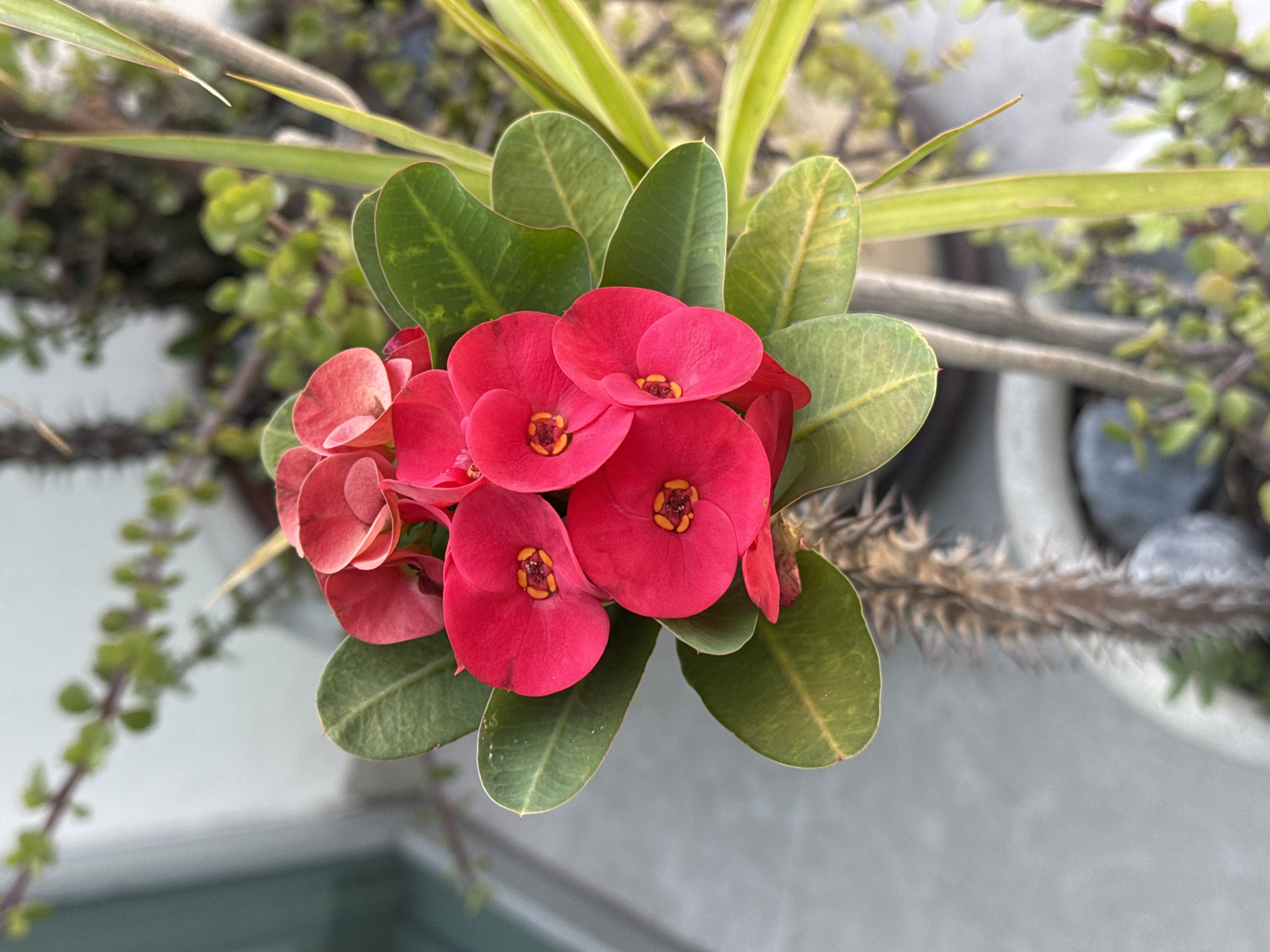 A close-up, high-angle shot depicts a cluster of red Crown of Thorns flowers (Euphorbia milii) surrounded by green leaves and thorny stems. The flowers are a vibrant red with small yellow centers. The leaves are ovate and a medium green with darker green veining. The thorny stem is light brown and covered in sharp spines. The background includes other plants with different types of leaves. The location appears to be a garden or patio setting.