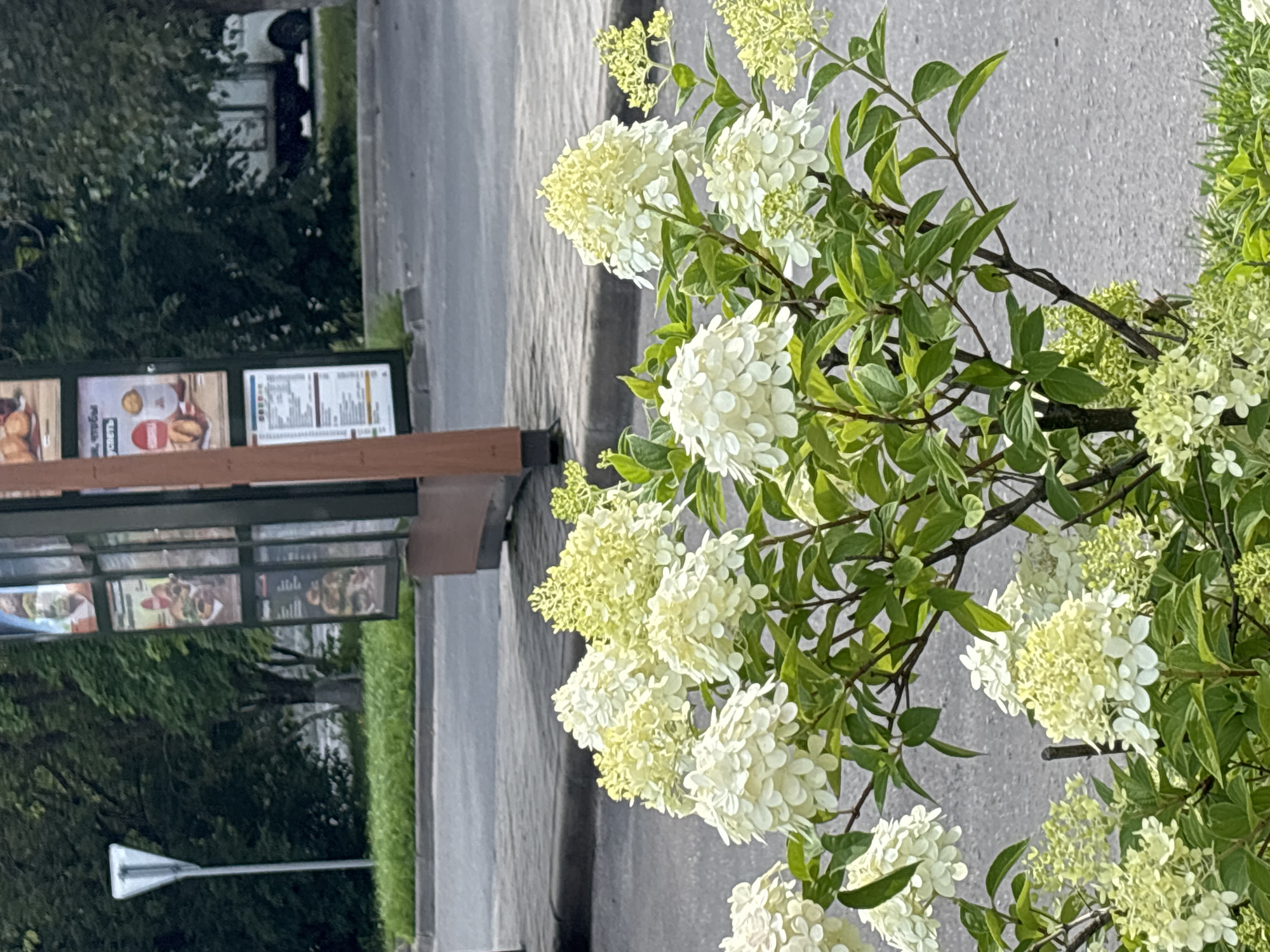 A light-colored hydrangea bush with numerous cone-shaped flower clusters in varying stages of bloom is in the foreground. The flowers range from pale green to white. The bush has dark green leaves and woody stems. Behind the bush, a gray asphalt road is visible, bordered by a concrete curb. Further back, a tall, narrow signpost with a triangular marker stands to the left, and a tall, multi-paneled menu board, likely for a fast-food establishment, is positioned centrally, partially obscured by the hydrangea. Trees with dense green foliage form a backdrop. On the far right, a white truck with a visible cab and bed is parked. The scene appears to be a street in Gorki-2, Russia.