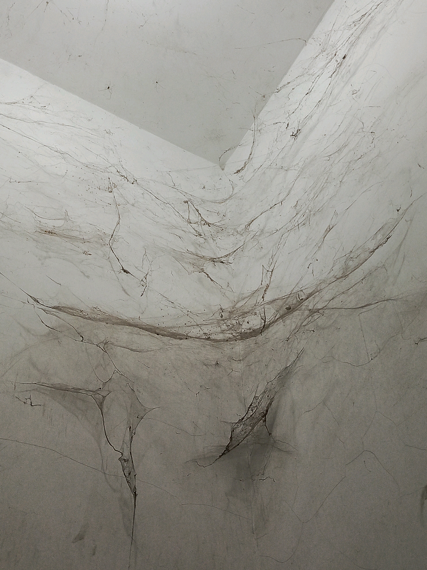 This is an image of a dusty corner with cobwebs in Pamekasan, Indonesia. The scene is devoid of any human presence or activity. The focus is on the intricate network of cobwebs, laden with dust and debris, spanning across the junction of two walls and the ceiling. The lighting suggests an indoor environment, possibly an unused or neglected space, casting subtle shadows that highlight the delicate structures of the webs. The overall impression is one of disuse and the passage of time, where natural elements like spiders have taken over an architectural space.