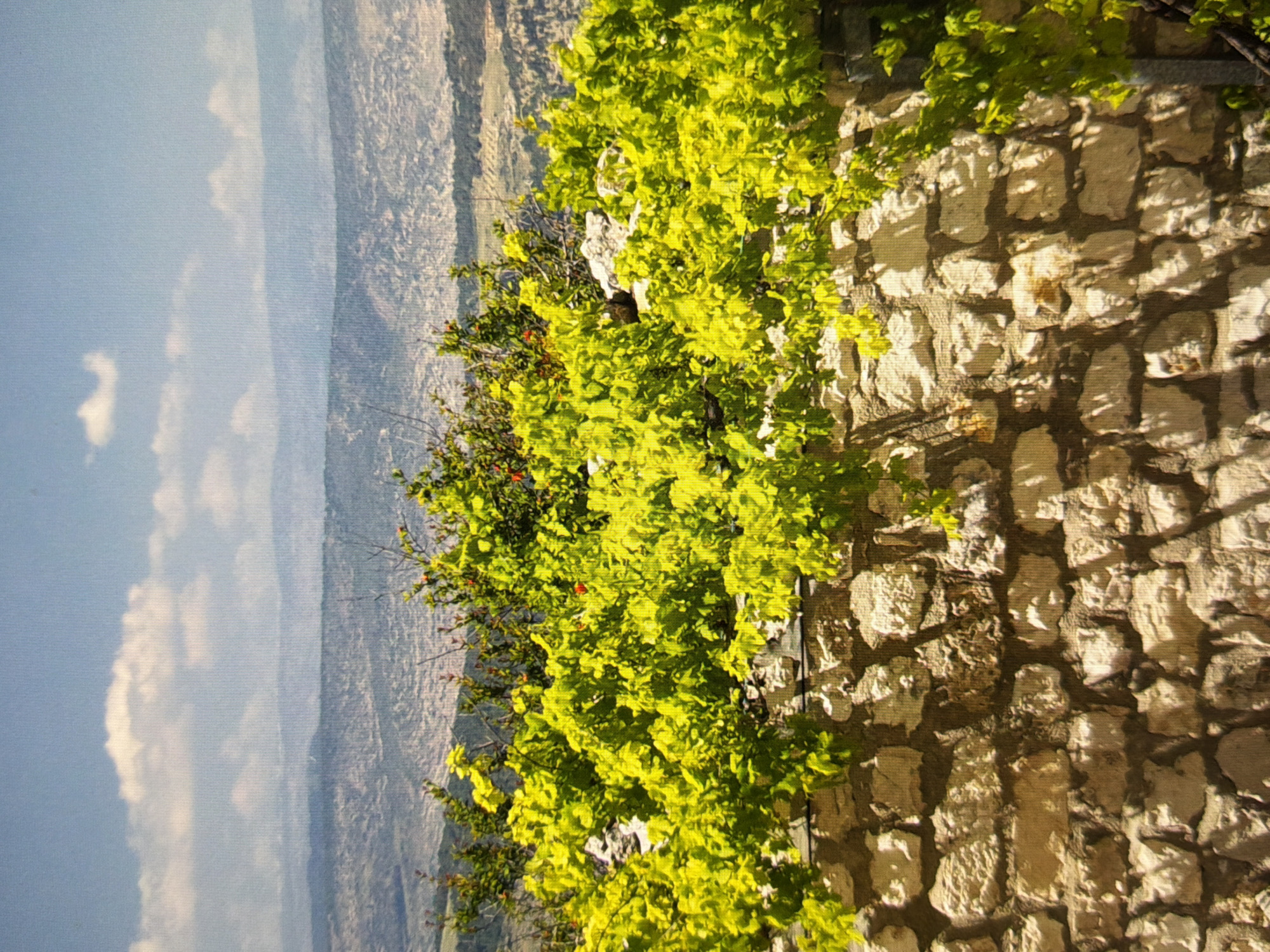 The image depicts a sun-drenched mountainous landscape viewed from behind a low stone wall overgrown with vibrant green foliage. The wall is constructed from rough-hewn, light-colored stones of varying sizes, with some darker mortar visible between them. Lush, bright green leaves, some appearing to be grapevines, cascade over the top and sides of the wall, partially obscuring it. A few small red berries are visible amongst the leaves.
Beyond the wall and foliage, a vast, undulating landscape unfolds. Rolling hills and valleys, textured with a mosaic of light and dark patches, stretch towards the horizon. In the far distance, several layers of hazy blue mountains fade into the atmospheric perspective. The sky above is a clear, bright blue, with a few scattered white clouds, one of which is particularly large and fluffy.
The scene appears to be an outdoor environment, likely a rural or semi-rural setting, possibly a terrace or viewpoint overlooking a valley. There are no people or animals visible in the image, and no specific urban structures are identifiable. The overall impression is one of natural beauty and tranquility under a clear, sunny sky.
This image does not depict any locations in the city of Kyiv, Ukraine. The landscape shown is characteristic of mountainous or hilly regions.