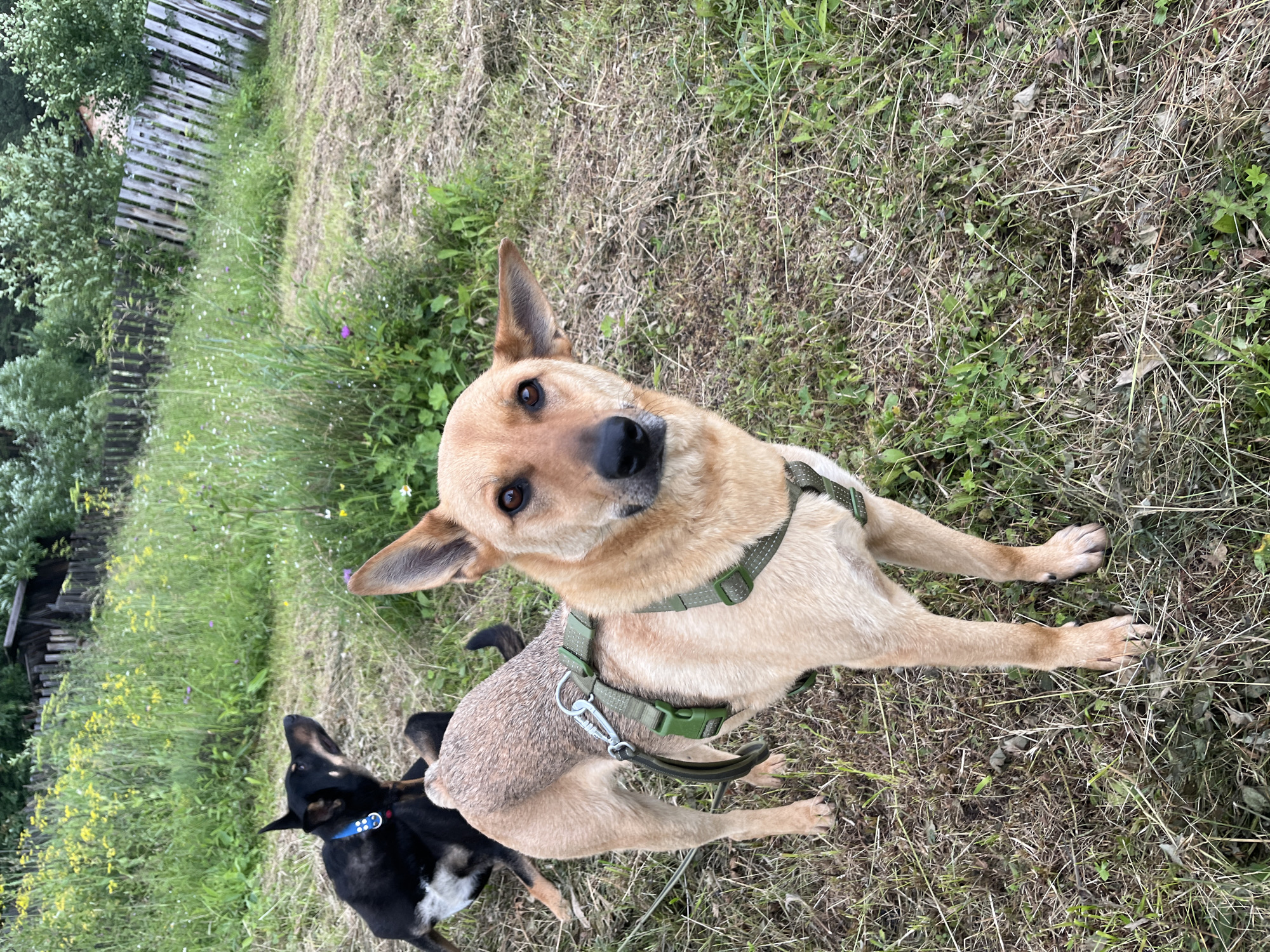 The image depicts two dogs in an outdoor setting with dry grass and vegetation, suggesting a rural or semi-rural environment. The foreground is dominated by a tan-colored dog wearing a green harness. Its head is turned slightly to the left, and its ears are perked up. In the background, a black and tan dog with a blue collar is visible, sitting down. The background also shows a wooden fence, some trees, and a structure that appears to be a dilapidated shed or building. The overall impression is that of a casual outdoor scene, possibly a yard or a field. There are no people or clear indicators of a specific urban location like Nizhny Tagil, Russia.