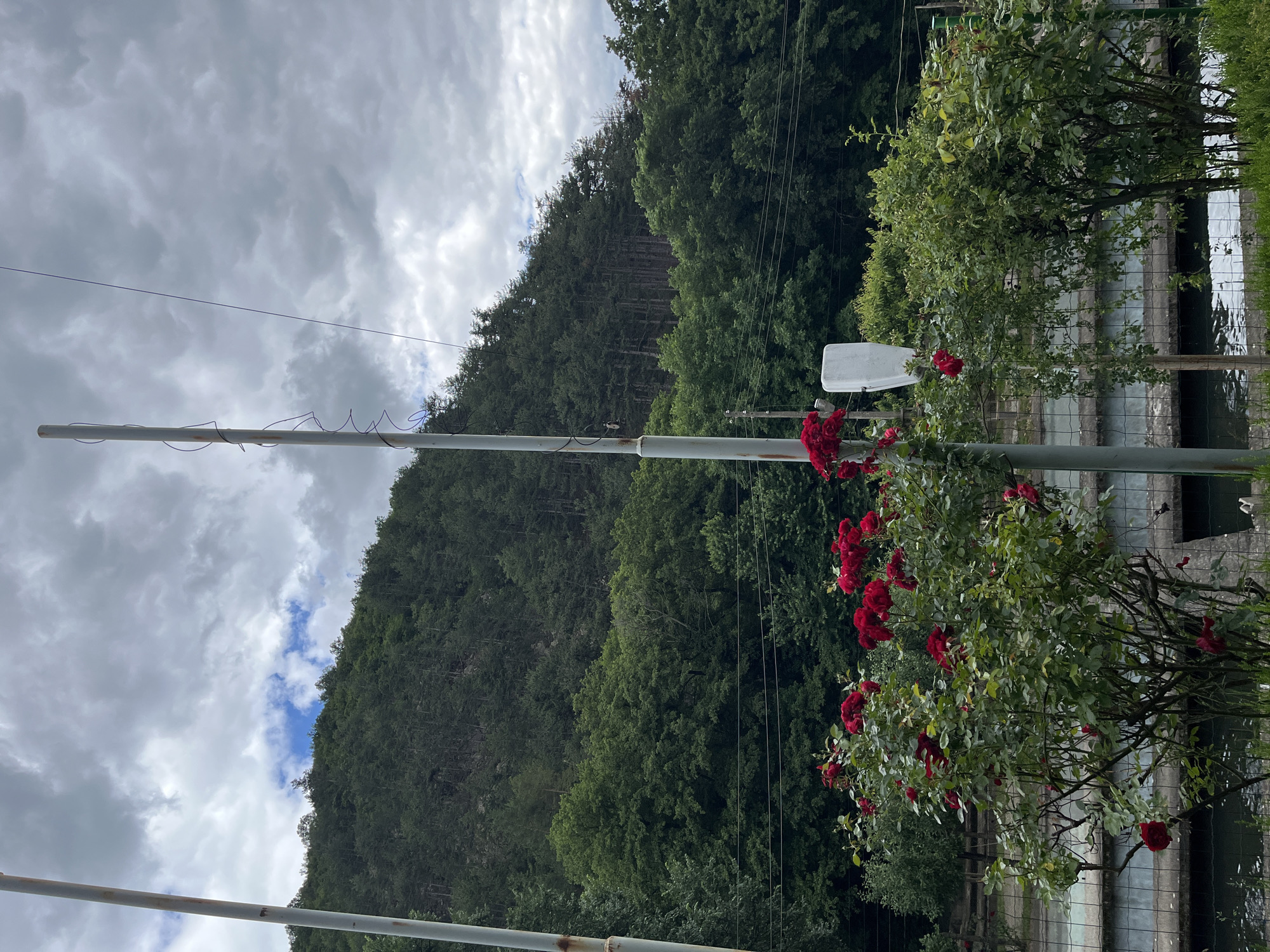The image depicts a lush green landscape with a dense forest covering a hillside under a cloudy sky. In the foreground, a cluster of vibrant red roses blooms, adding a striking contrast to the predominantly green scene. Two tall, grey poles stand vertically, one on the left and another slightly to the right of center, with wires running between them and attached to the right pole. A white rectangular object is mounted on the right pole. A metal fence runs horizontally across the midground, separating the rose bushes and other foliage from a body of water or canal below. The water appears calm, with reflections of the surrounding greenery visible on its surface. The environment suggests an outdoor setting, possibly a park or garden area, with the natural beauty of the forested hillside as a backdrop. There are no people visible in the image. The location in Enina, Bulgaria is not directly indicated by any landmarks within the image itself.