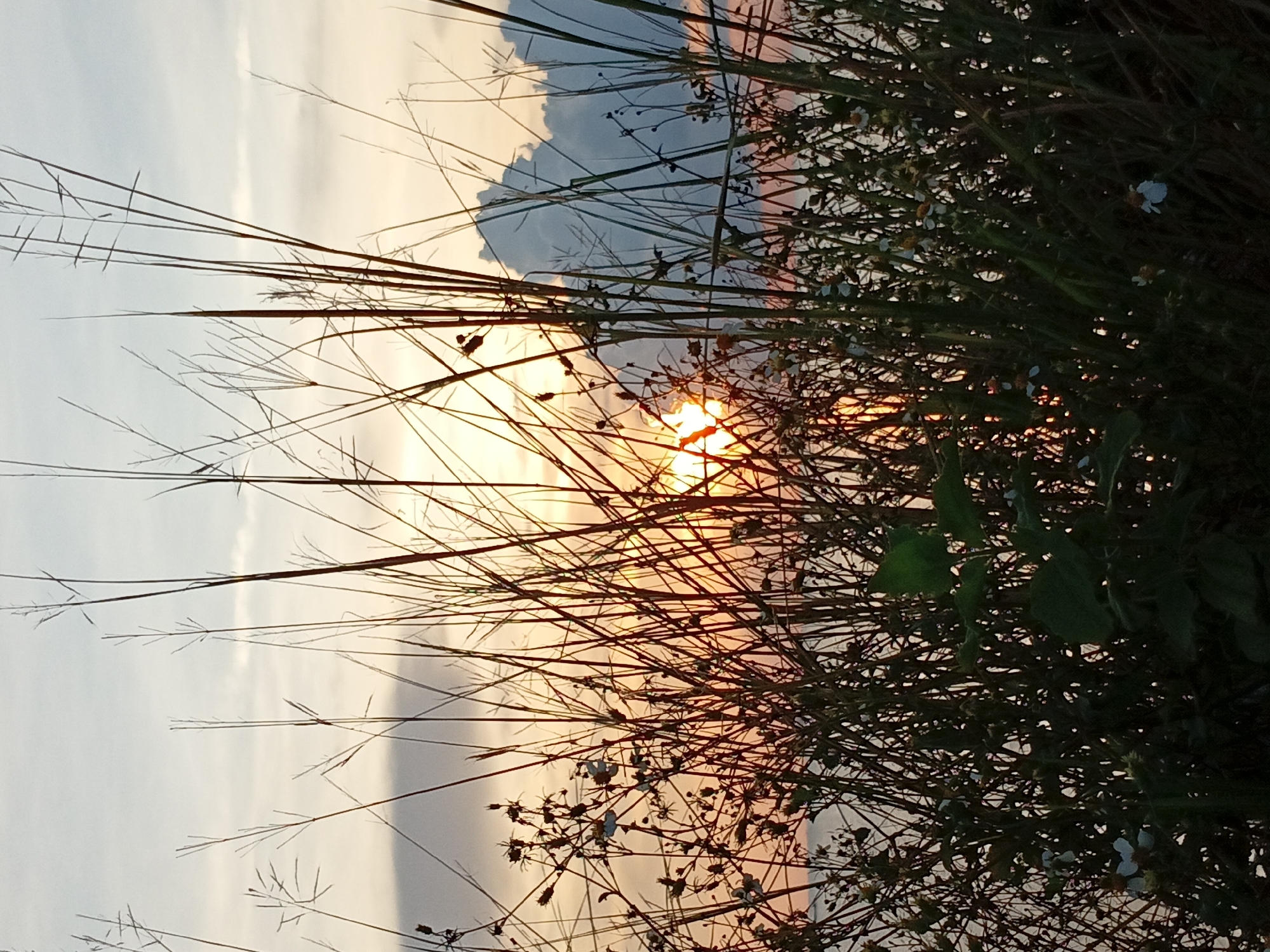 A photograph taken in Baan Wok Tum, Thailand, depicts a dense thicket of grass and foliage silhouetted against a sunset. The sun is partially obscured by the vegetation, creating a bright orange and yellow glow. The sky is a gradient of light blue, white, and gray, indicating cloudy conditions. The vegetation appears to be growing densely, with individual stalks and leaves creating a complex network of lines and shadows. The overall scene is one of natural beauty, capturing the contrast between the wild foliage and the setting sun.