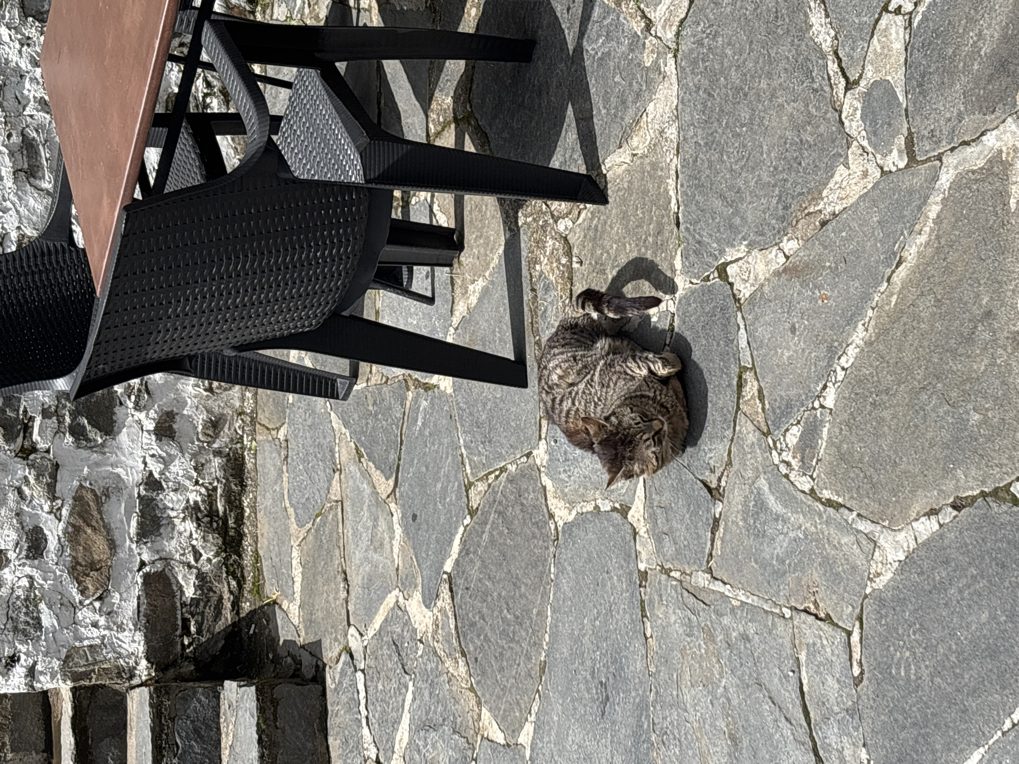 A top-down shot depicts a gray tabby cat curled up on a gray stone-paved patio in Zlatograd, Bulgaria. The cat rests near the legs of a black metal outdoor chair and table with a brown surface. The patio appears to be adjacent to a stone wall and steps. The overall lighting suggests a sunny day.