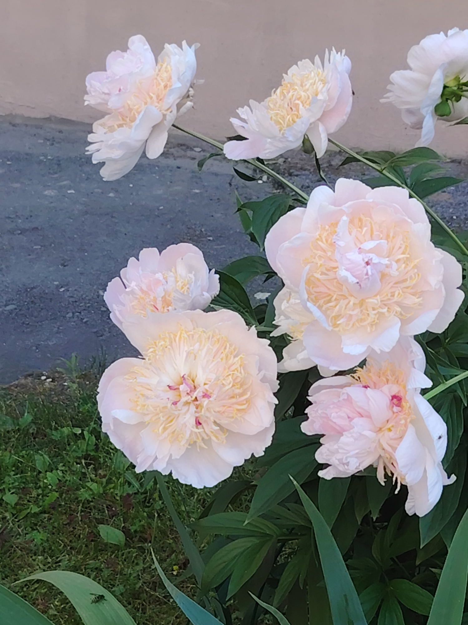 A vertical, eye-level, medium shot captures several pale pink peonies blooming against a blurred background of a light brown wall and dark gray gravel. The flowers are the central focus, with their delicate, layered petals in various stages of opening. The foreground shows lush green grass with a few scattered leaves. One of the peonies in the foreground is particularly large and fully bloomed, showcasing its intricate inner structure of ruffled, cream-colored stamens and hints of pink. To the left, on a blade of grass, a small, dark insect is visible. In the upper left corner, another peony is partially visible, with its petals angled towards the viewer. The lighting is soft, suggesting natural daylight, and there are no people present. The overall scene depicts a natural garden setting.