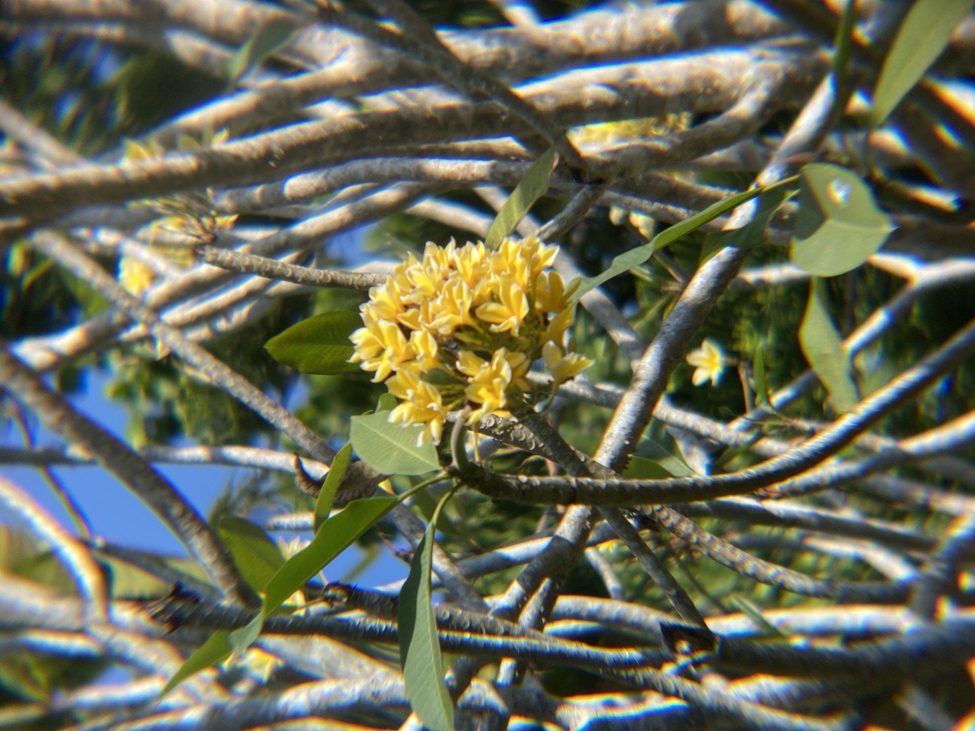 A close-up, shallow depth of field shot captures a cluster of small, vibrant yellow flowers with white tips, blooming amidst a tangle of gray branches. The flowers are the focal point, appearing delicate and numerous. Lush green leaves sprout from some of the branches, adding a contrasting color. The background is a blur of green foliage and a bright blue sky. The overall impression is of a serene natural scene, likely a garden or park. This image was taken in Kendari, Indonesia.