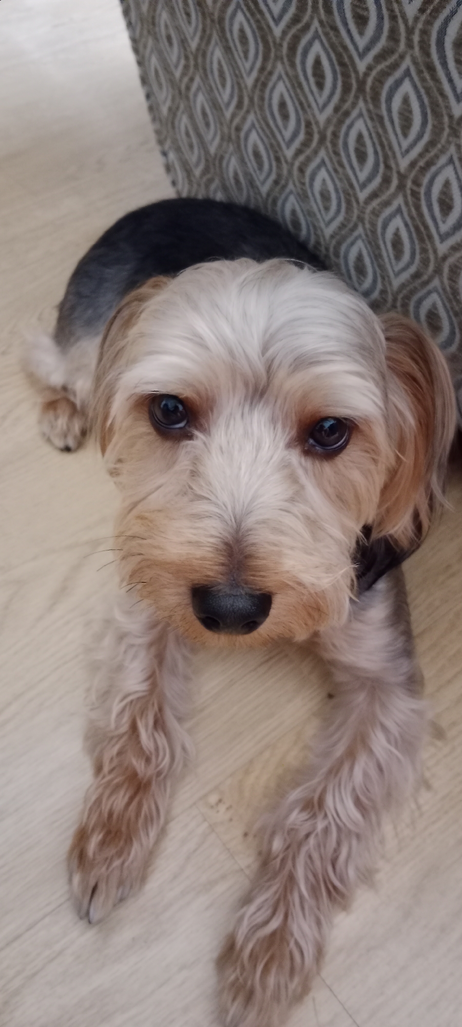 An overhead shot captures a small Yorkshire Terrier lying on a light-colored wooden floor. The dog has dark brown eyes, a black nose, and light tan and grey fur. Its front paws are extended forward, and its tail is visible curled up to its left. In the background, a portion of a couch with a grey and white diamond-patterned fabric is visible. The scene appears to be indoors, in a residential setting. There is no indication of the location being in the city of Galapagar, Spain.