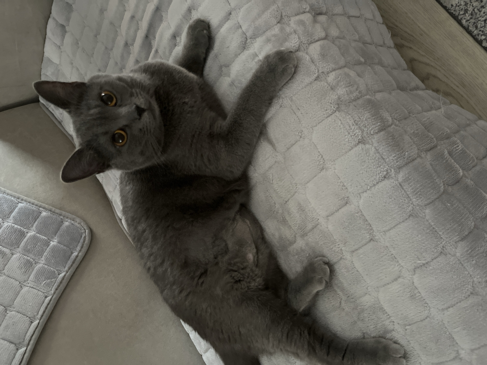 A gray cat lies on a gray, quilted cushion. The cat is looking at the camera, and its legs are outstretched. The cat is on a couch, which also has a gray quilted seat cushion. The scene includes a glimpse of wooden flooring in the upper right corner. There is no information available to confirm that the location is Rostov-on-Don, Russia.