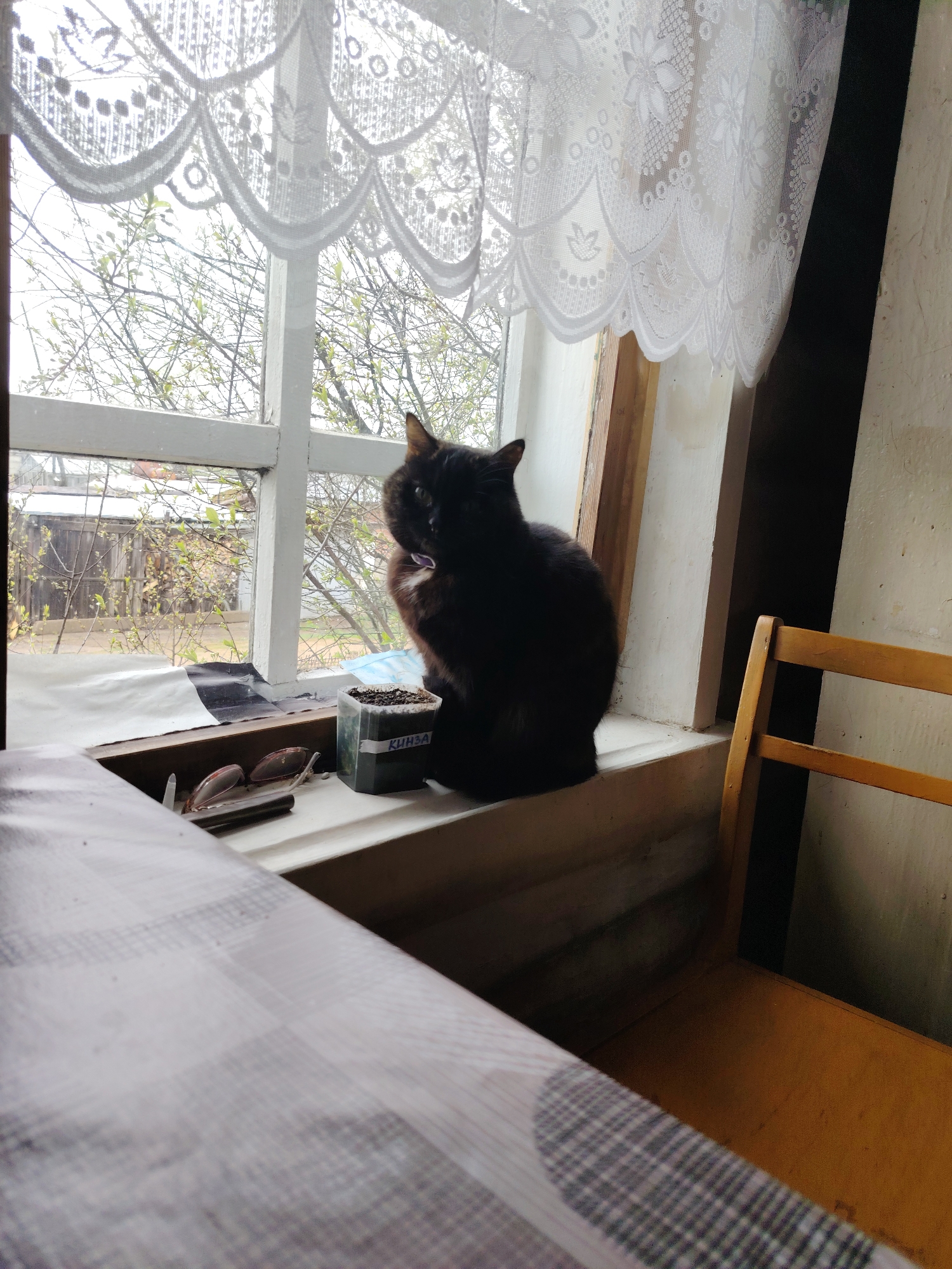 A medium shot depicts a black cat sitting on a window sill in a room in Chaikovsky, Russia. The cat is positioned between a small container labeled "KINZA" and a pair of glasses next to a pen. Outside the window, a view of a residential area is visible, with budding trees and wooden fences. A lace curtain adorns the top of the window. To the right of the window, a wooden chair sits against a wall. A table with a checkered tablecloth is in the foreground.