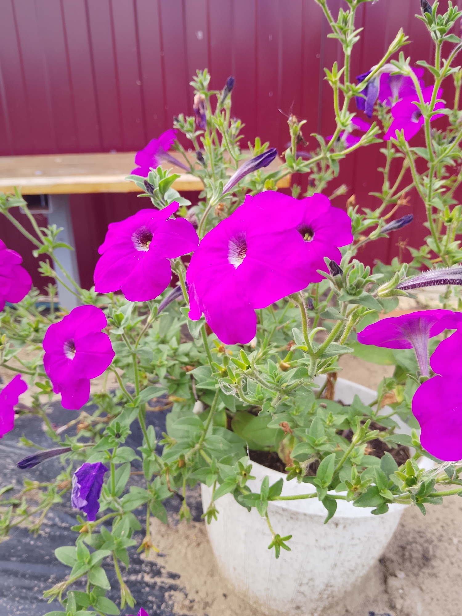 A close-up, eye-level, outdoor shot shows bright magenta petunias in a white pot. The flowers are in various stages of bloom, with some fully open and others in bud. The background is a blurred, dark red wall. A wooden bench is visible above the wall. The ground is covered in sand and dark plastic sheeting. The image was taken in Verkhopol'e, Russia.
