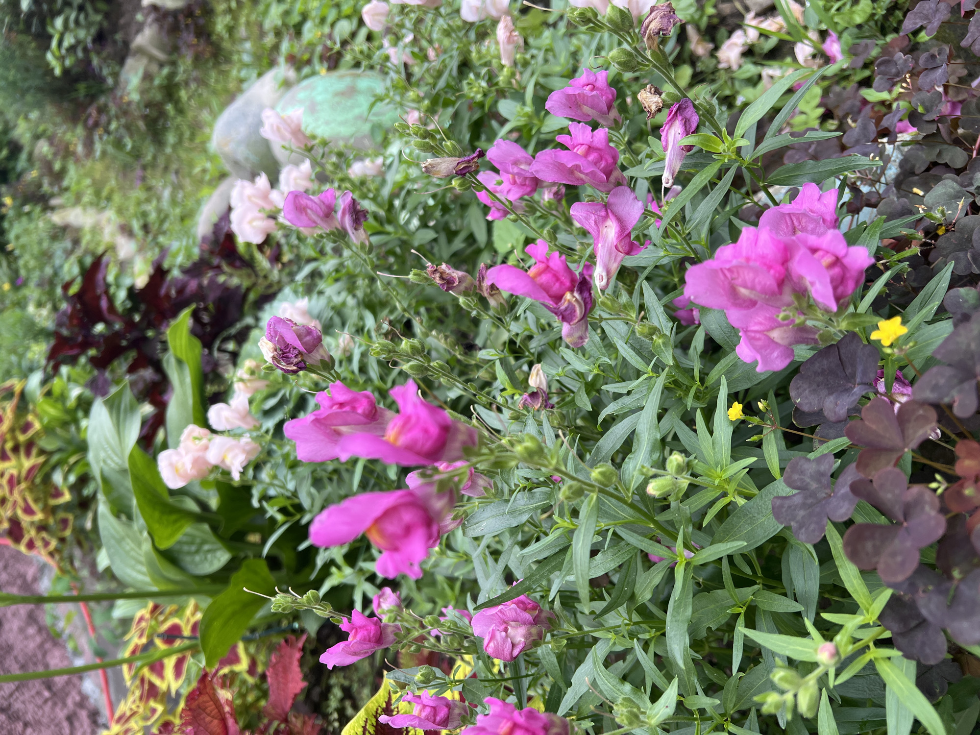 A close-up shot of a flowerbed in a garden shows vibrant pink snapdragon flowers and dark purple clover in the foreground. Behind them, various foliage and flowers in shades of green, pink, and red are visible, along with some greyish rocks with a greenish hue. The scene appears to be an outdoor garden, likely in Vladivostok, Russia, given the context, with a focus on the textures and colors of the plants.