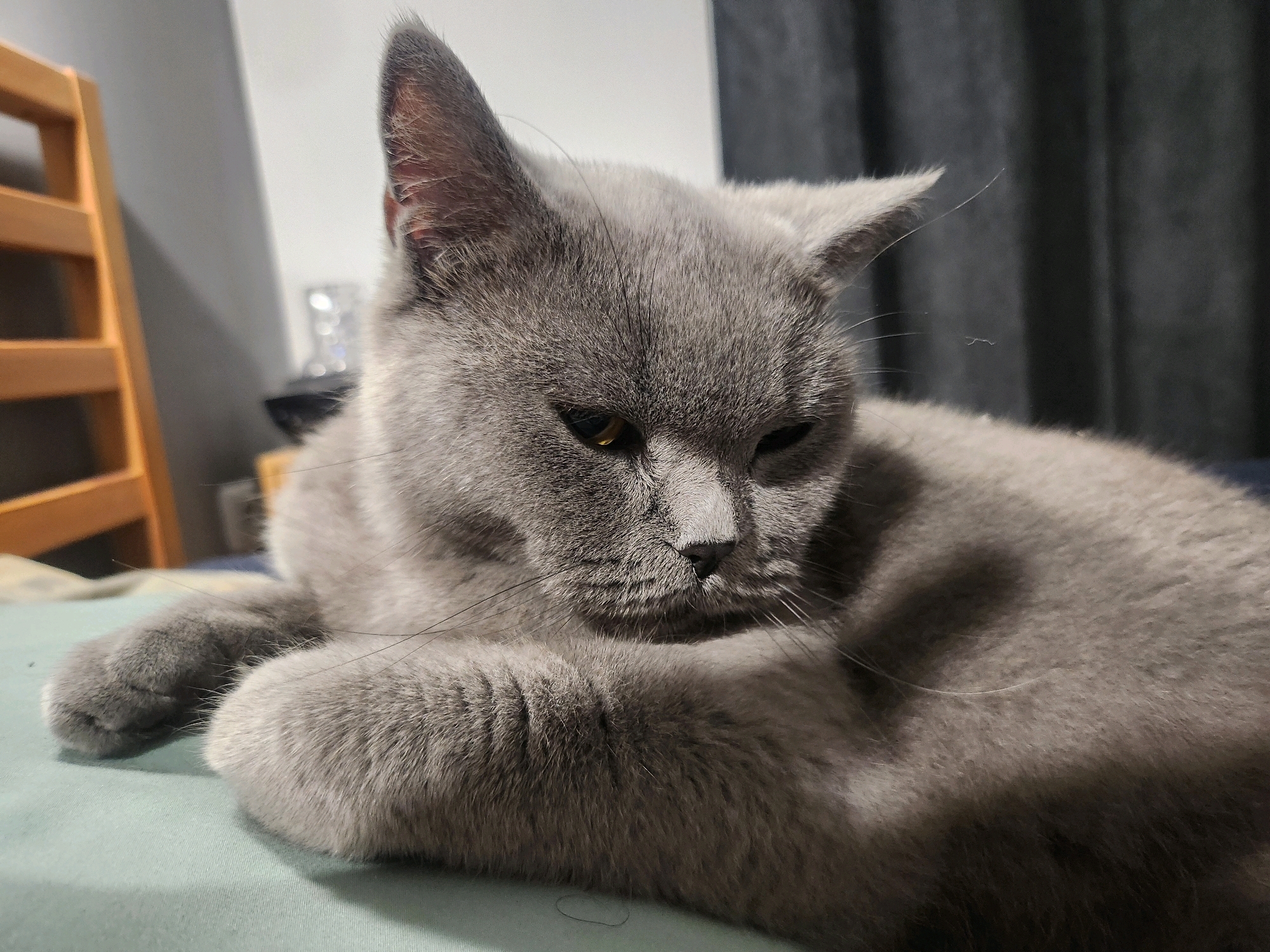 A medium shot captures a gray cat resting on a light blue surface. The cat's fur is short and dense, with a uniform gray color. Its eyes are partially closed, giving it a relaxed appearance. One of its front paws is tucked beneath its head, while the other is extended forward. The background is dark and out of focus, with hints of a wooden structure on the left and a dark curtain on the right. The scene is illuminated by artificial light, casting soft shadows. There is no visible indication of the city of Tsarevo, Bulgaria in the image.