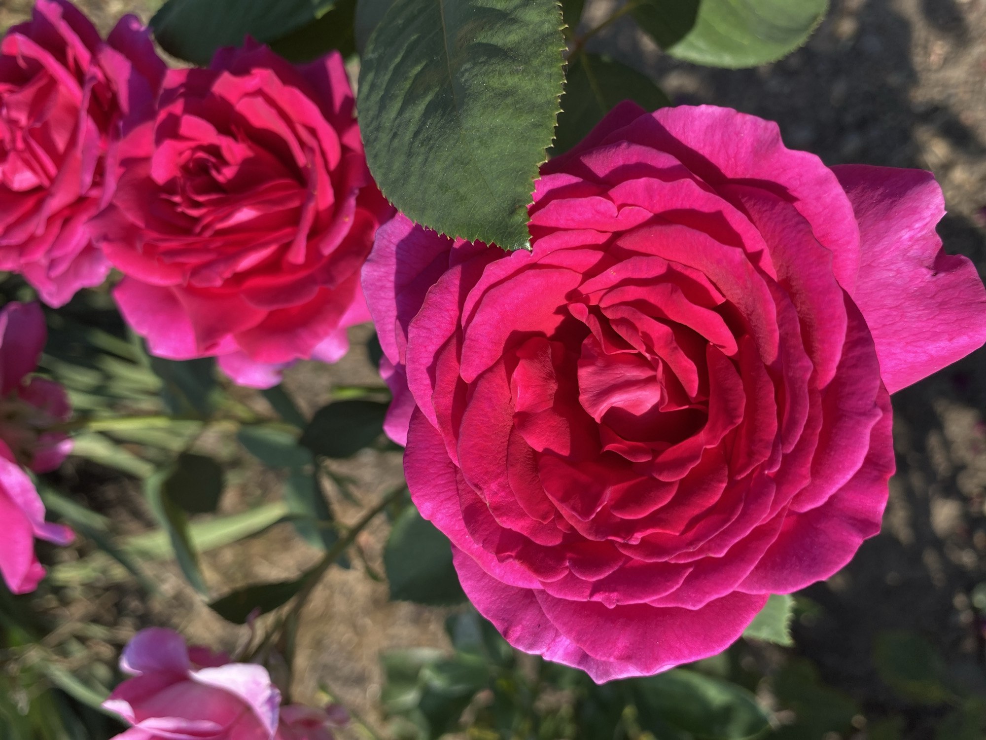 The image displays a close-up view of several vibrant pink roses blooming outdoors. The focus is on the intricate details of the rose petals, with a prominent rose in the foreground occupying most of the frame. The background is softly blurred, showing more roses, green leaves, and a patch of dry ground, suggesting a garden setting. The lighting indicates it is daytime, with sunlight casting shadows on the petals. The scene is devoid of any human presence or activity. This photograph could have been taken in Ventsy, Russia, within a garden or park where these flowers are cultivated.
