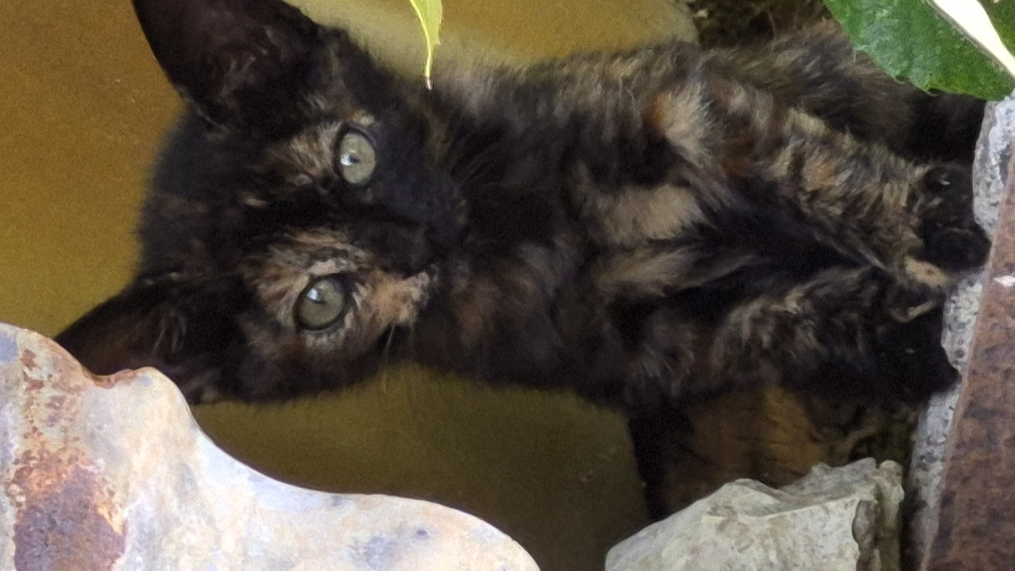 A tortoiseshell kitten with green eyes sits in a sheltered, earthy environment. The kitten's fur is a mix of black, brown, and orange patches, with a slightly curly texture. It is looking directly at the camera with a curious expression. Behind the kitten, a textured, yellowish surface forms a backdrop. To the left, a rough, pale gray rock is partially visible. The kitten is positioned on a surface composed of small gray stones, with a reddish-brown textured object in the foreground. A blurred green leaf is visible in the lower right corner of the image.