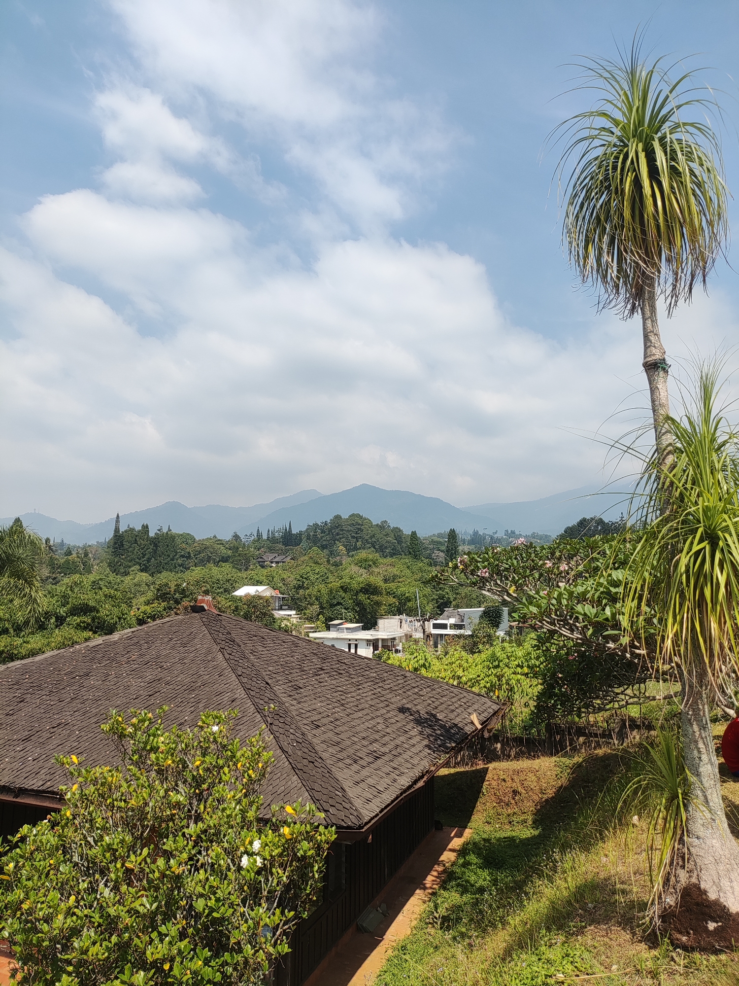 The image depicts an outdoor scene with a view of lush greenery, mountains, and a building in Cisarua, Indonesia. In the foreground, a dark brown, multi-faceted roof of a building is visible, with a dense green tree with white flowers in front of it. To the right of the roof is a large tree with thin, spiky leaves, its trunk showing rough bark. Beyond the foreground building, more trees and some white-roofed structures are scattered across a verdant landscape. In the background, a range of hazy blue mountains stretches across the horizon under a bright sky dotted with white clouds. The overall atmosphere is bright and sunny.