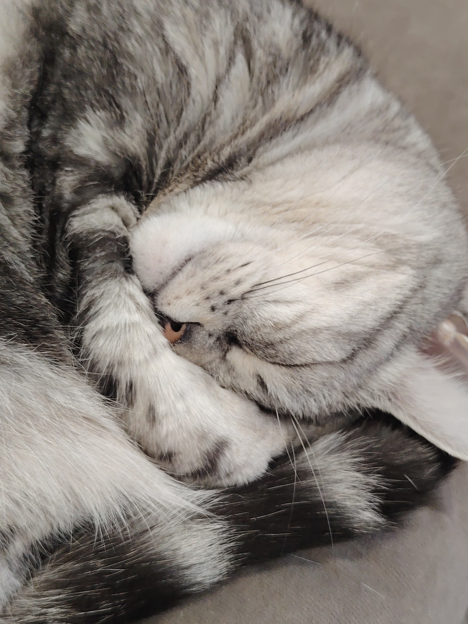 A close-up, vertical photograph captures a silver or grey tabby cat curled up and resting. The cat's face is partially covered by one of its paws, which is tucked against its nose and forehead, giving the impression of being in deep sleep or shyly hiding. A sliver of an amber-colored eye is visible beneath the paw.
The cat's fur exhibits a distinct tabby pattern, featuring various shades of grey, white, and darker charcoal stripes and swirls. Some dark whiskers extend from the side of its face not covered by the paw. The background is softly blurred, appearing to be a plain, light brown or grey, suggesting the cat is resting indoors on a soft surface like a blanket or sofa. The lighting is soft and diffused, illuminating the intricate patterns and textures of the fur. The image conveys a sense of peace, comfort, and quietude. No text is visible in the image.
