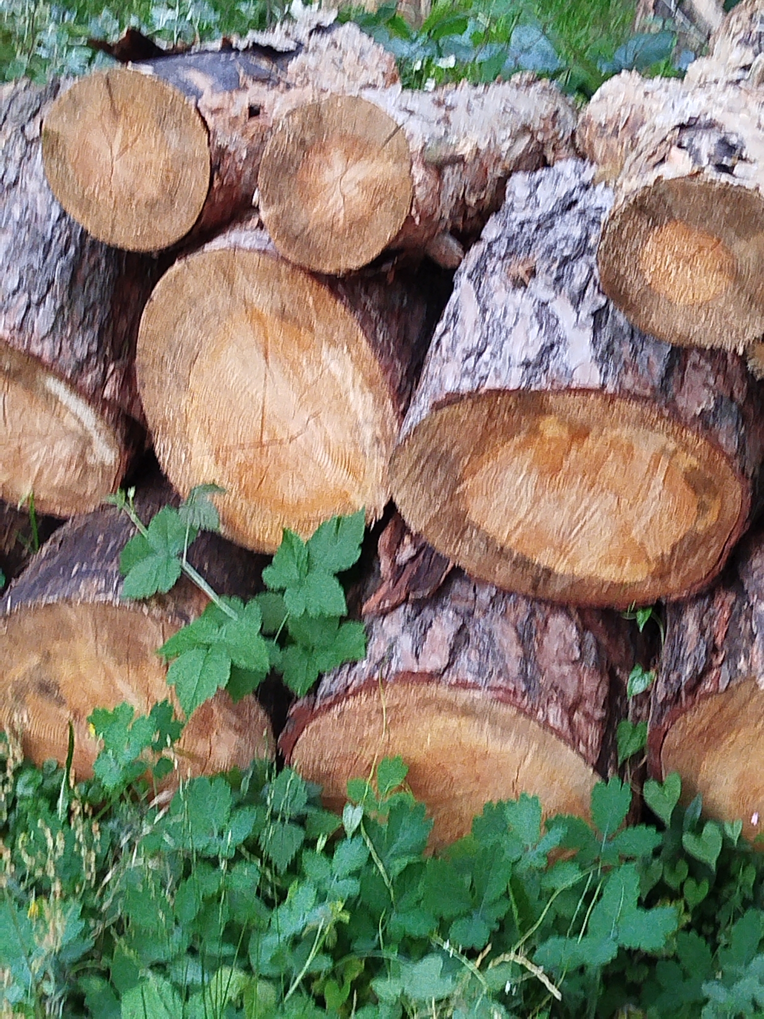 A stack of cut logs is piled horizontally. The logs have a rough bark exterior and smooth, circular cross-sections revealing wood grain. Green foliage and grass grow around and partially obscure the lower portion of the logs. The scene appears to be an outdoor setting.